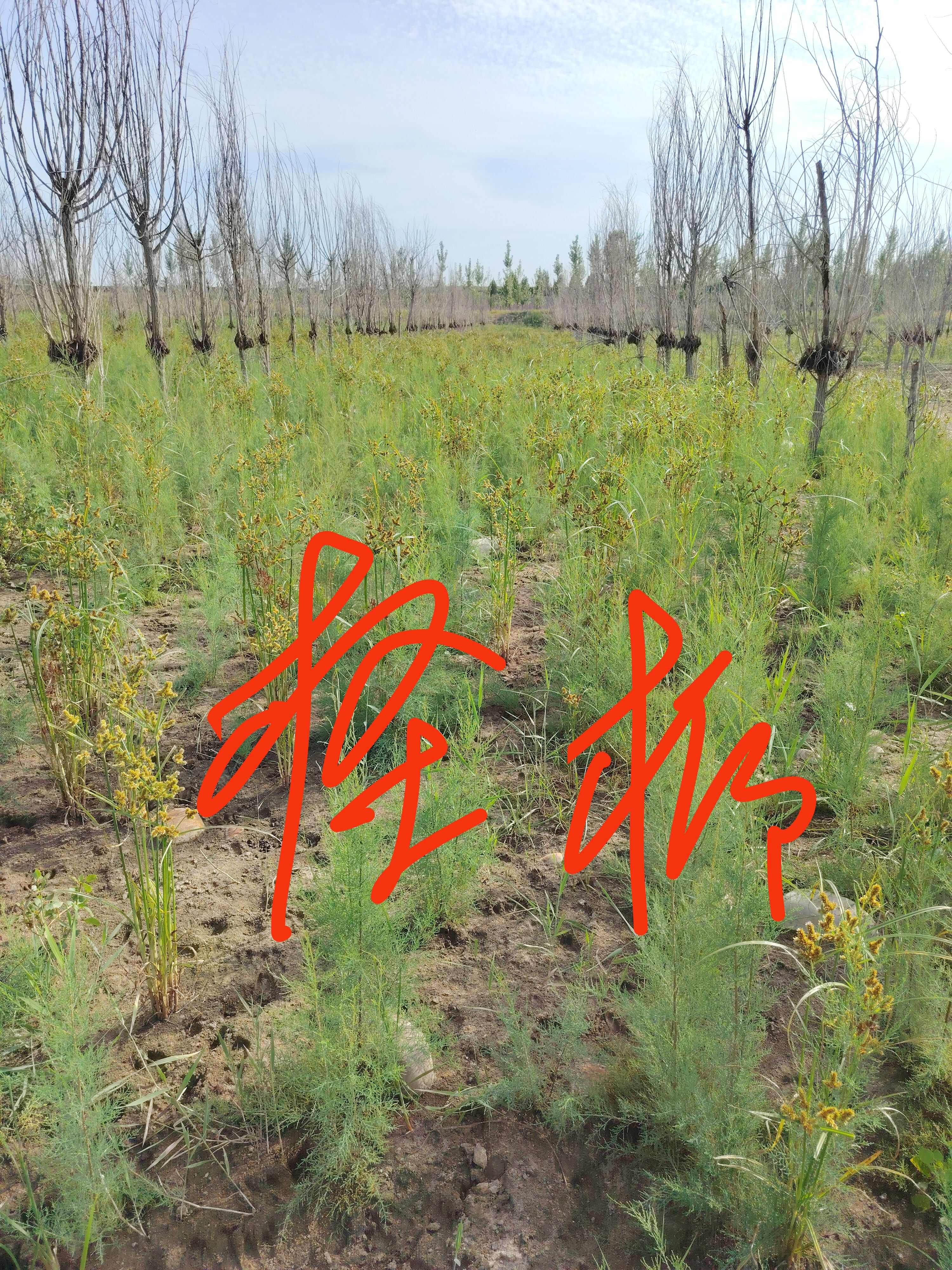 红柳 西河柳叶，上等药材，无污染色青含量足，