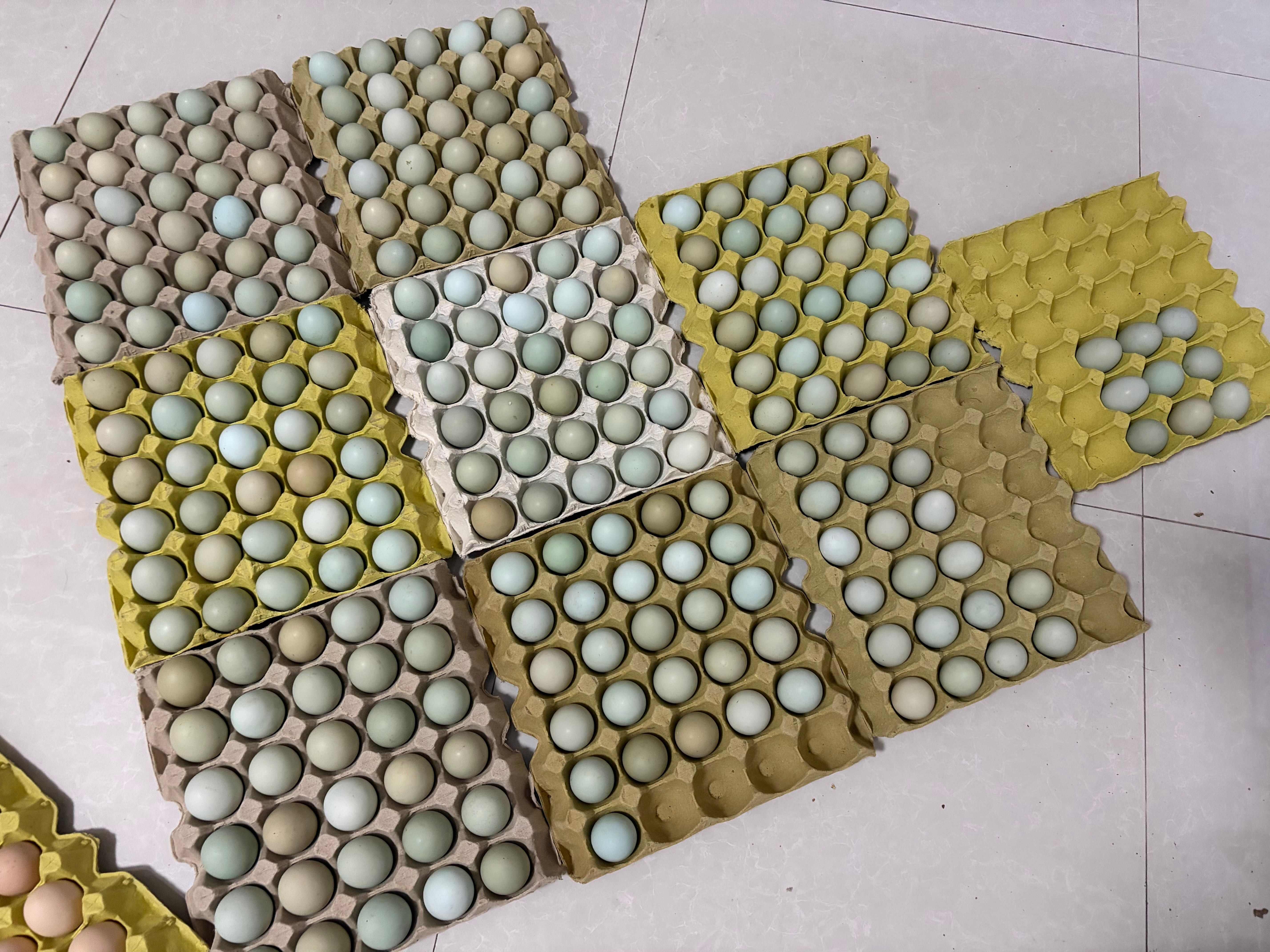 陕西宝鸡绿壳鸡蛋产地直发