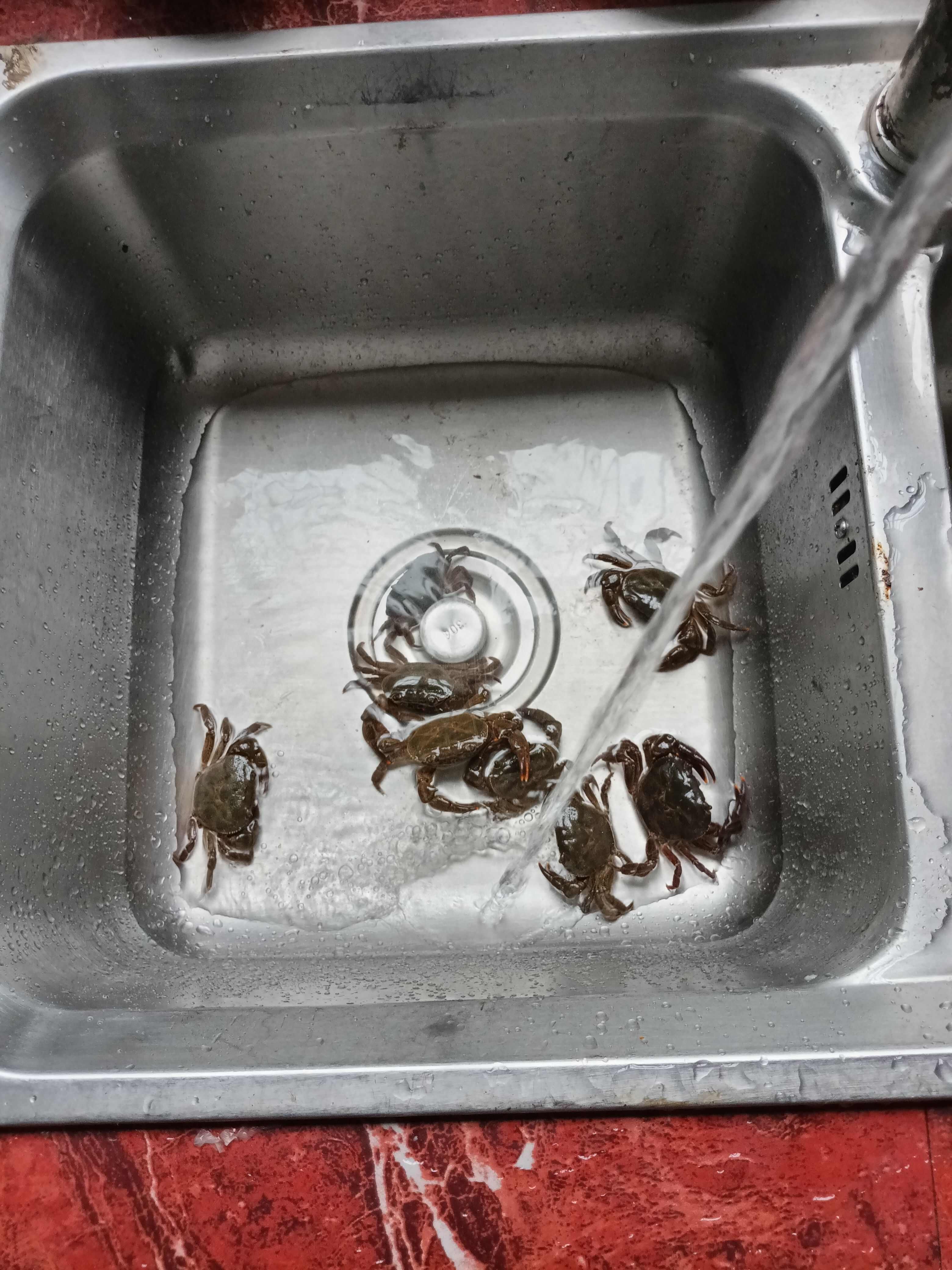 贵州溪水蟹，味鲜，