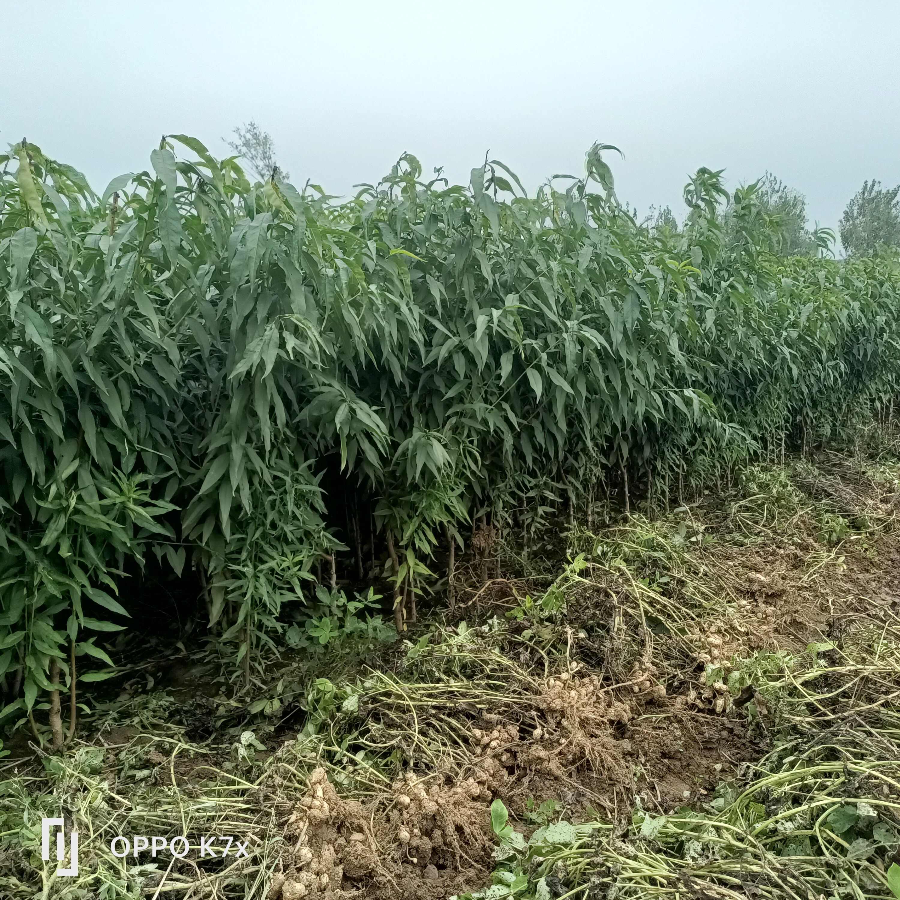 优质桃品种，霸王脆，中桃25，中桃24红肉桃树苗等