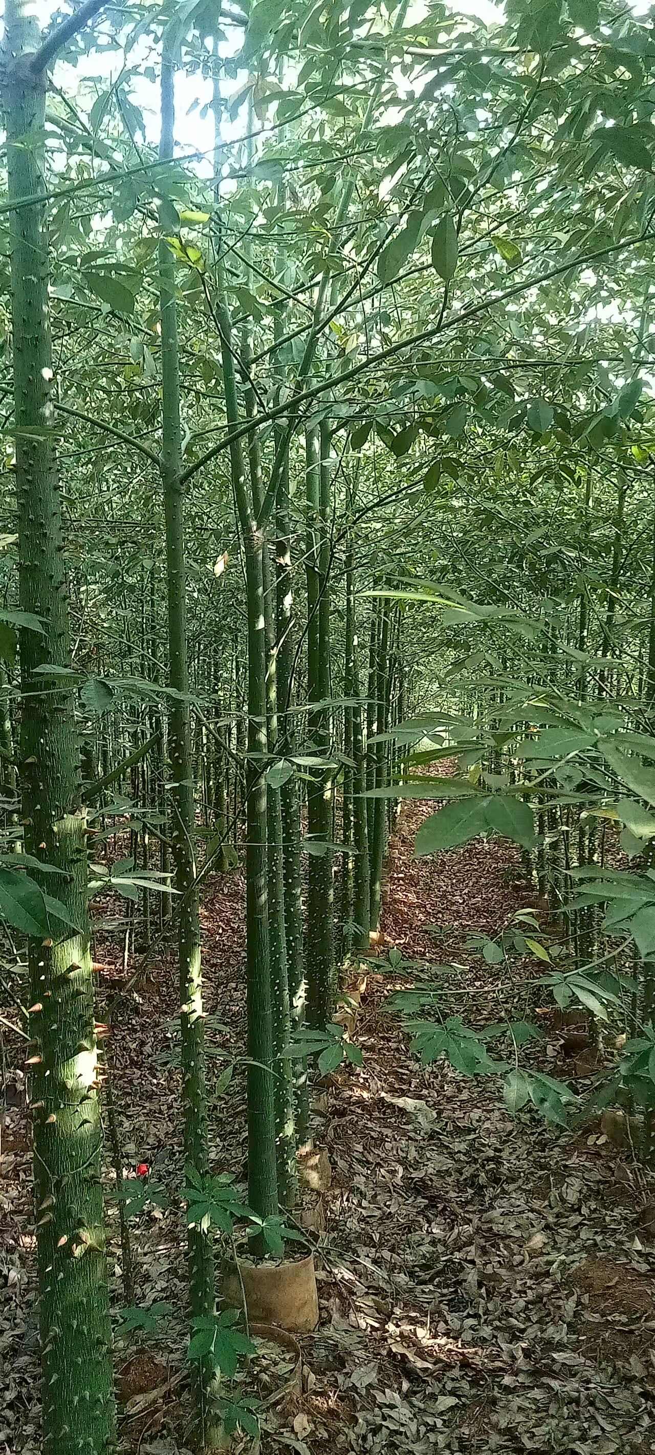 美丽木棉