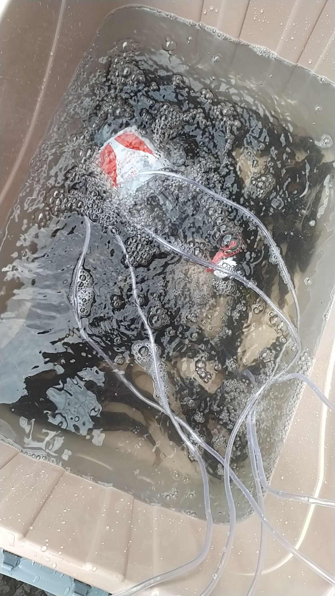 纯班鳜