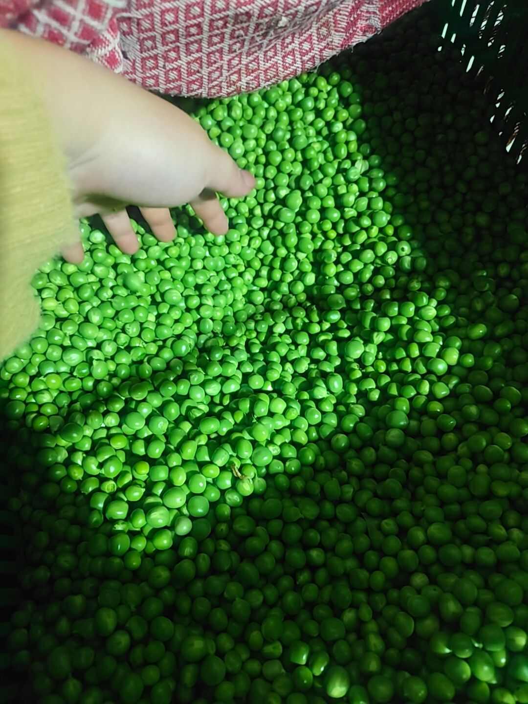 常年批发，毛豆米，豌豆米，厂家直销