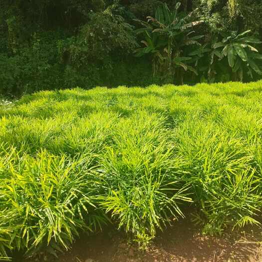 禄丰市云南高山小黄姜种，无死棵无温