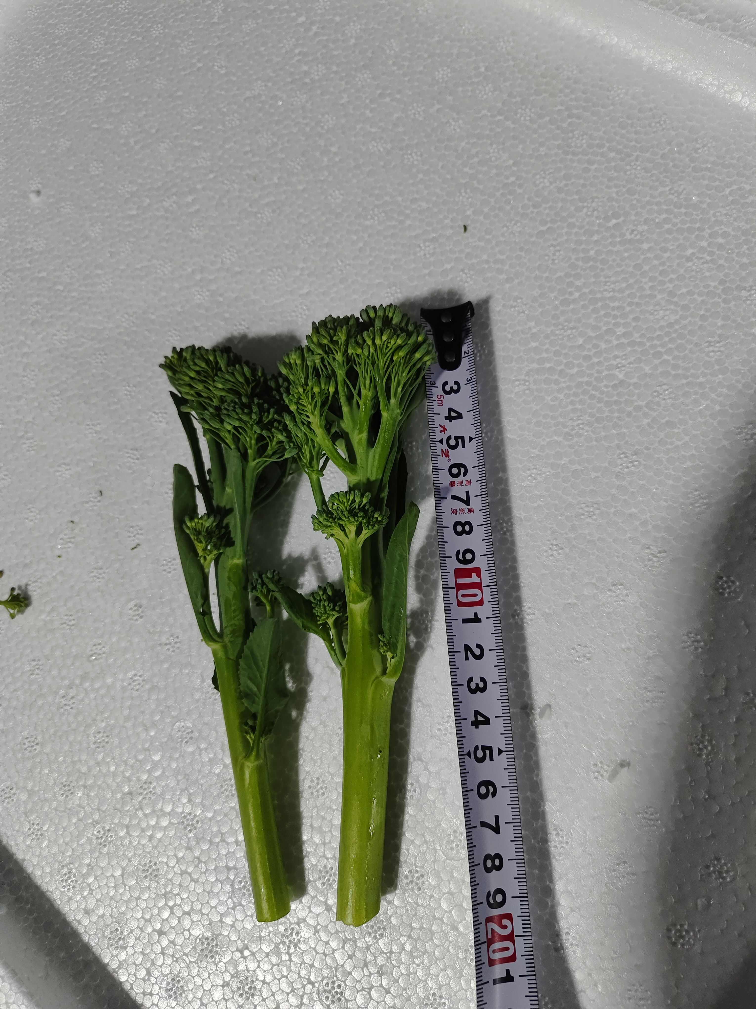 云南高原甜杆西兰苔 新鲜西兰苔蔬菜产地直供