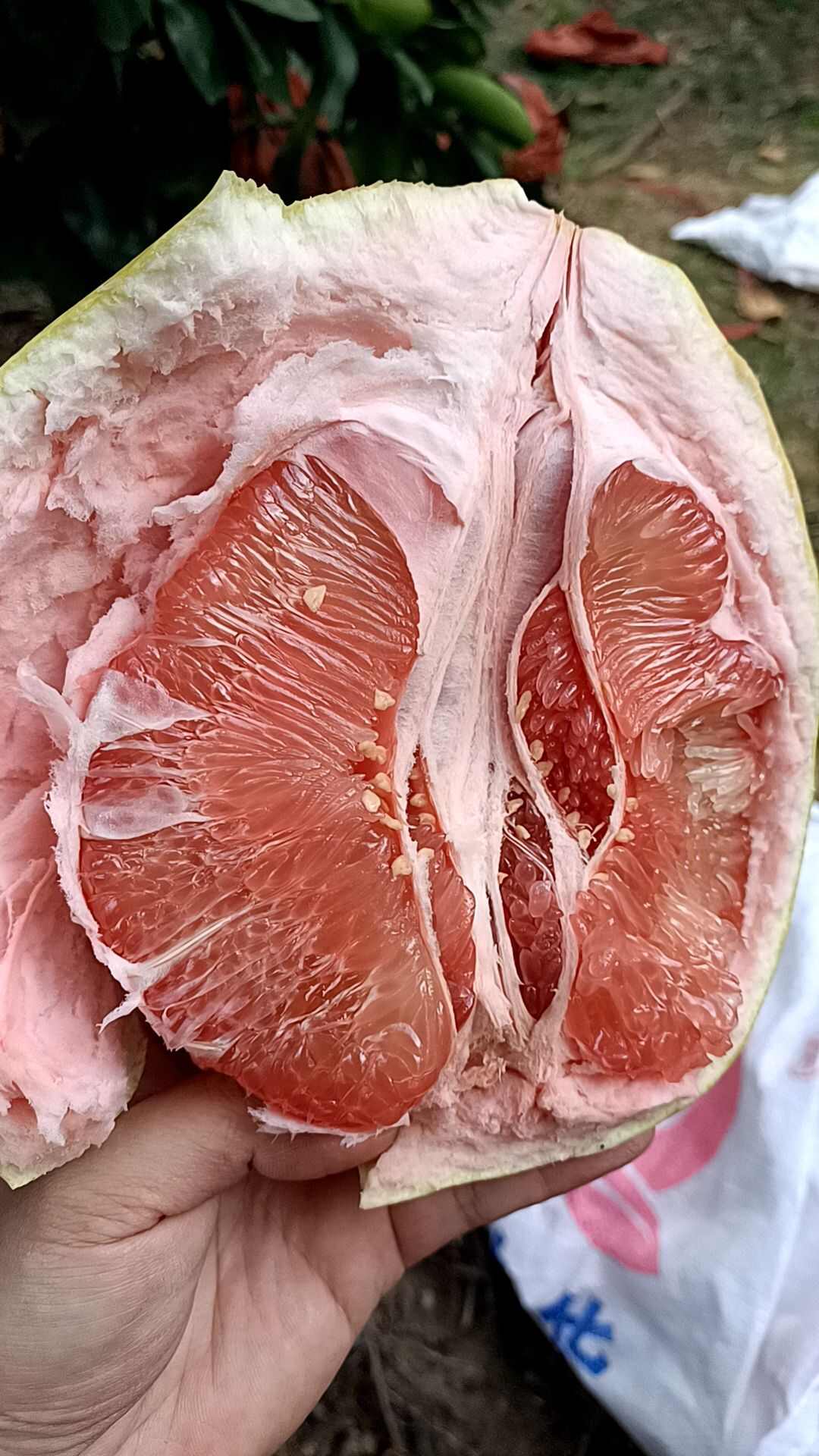 平和琯溪三红蜜柚红心柚