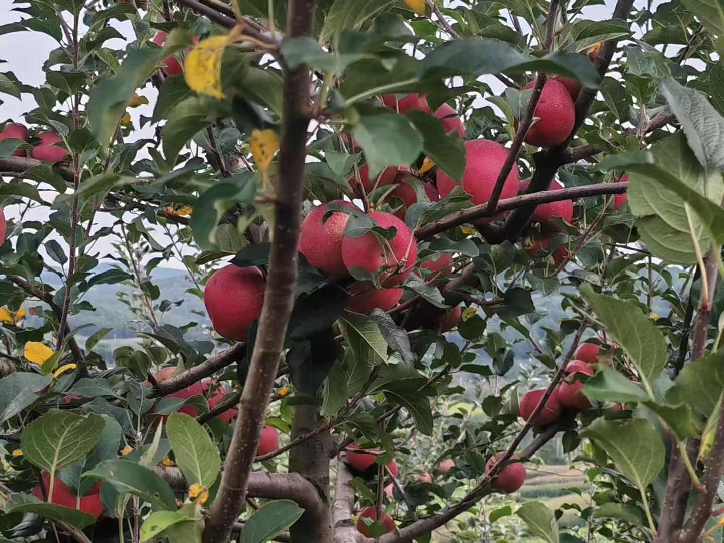 红富士苹果