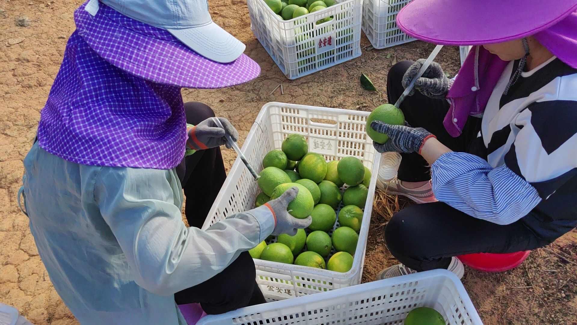 纽荷尔