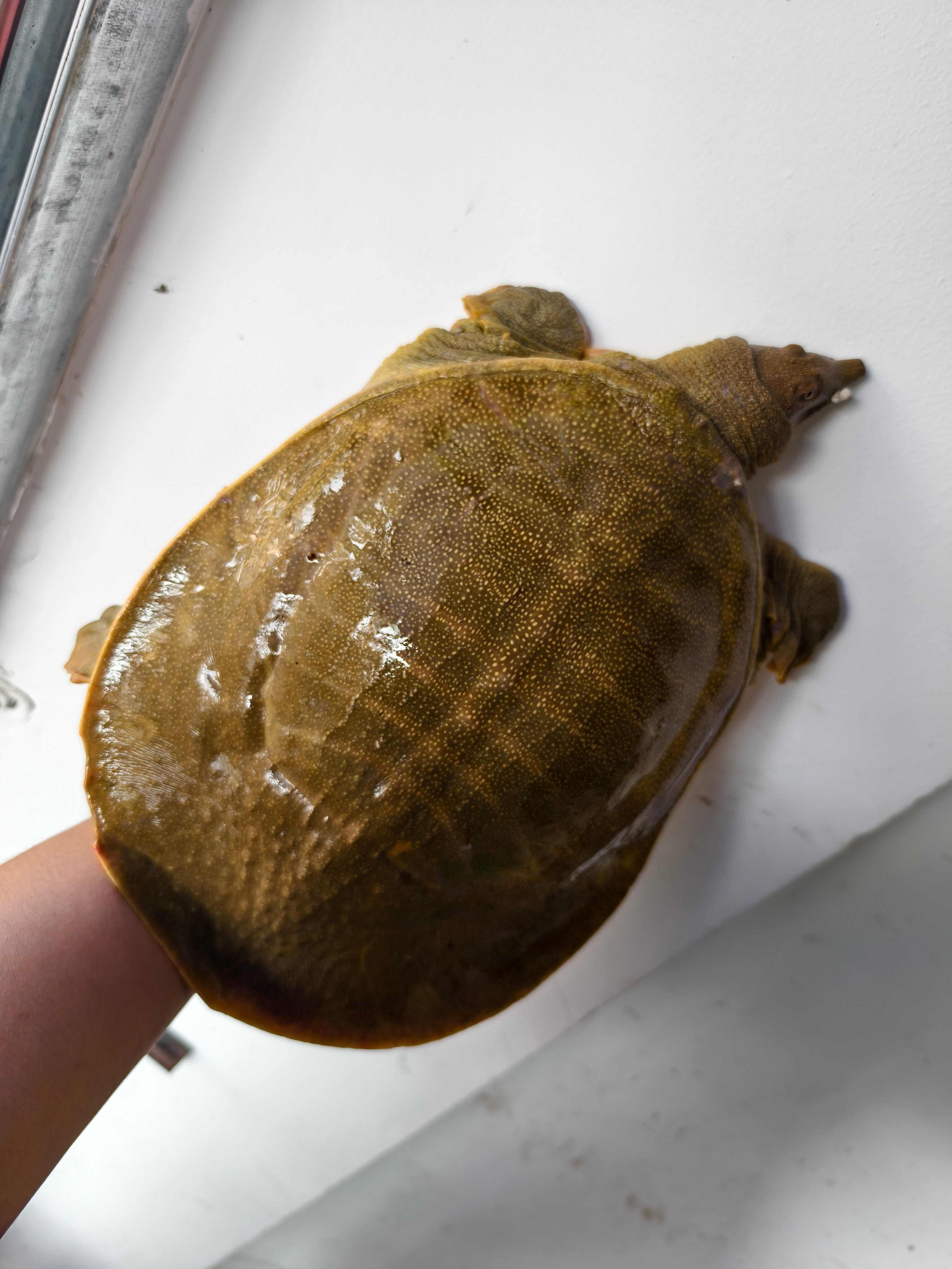 江苏南京鲜活甲鱼产地直发,外塘老公甲，半