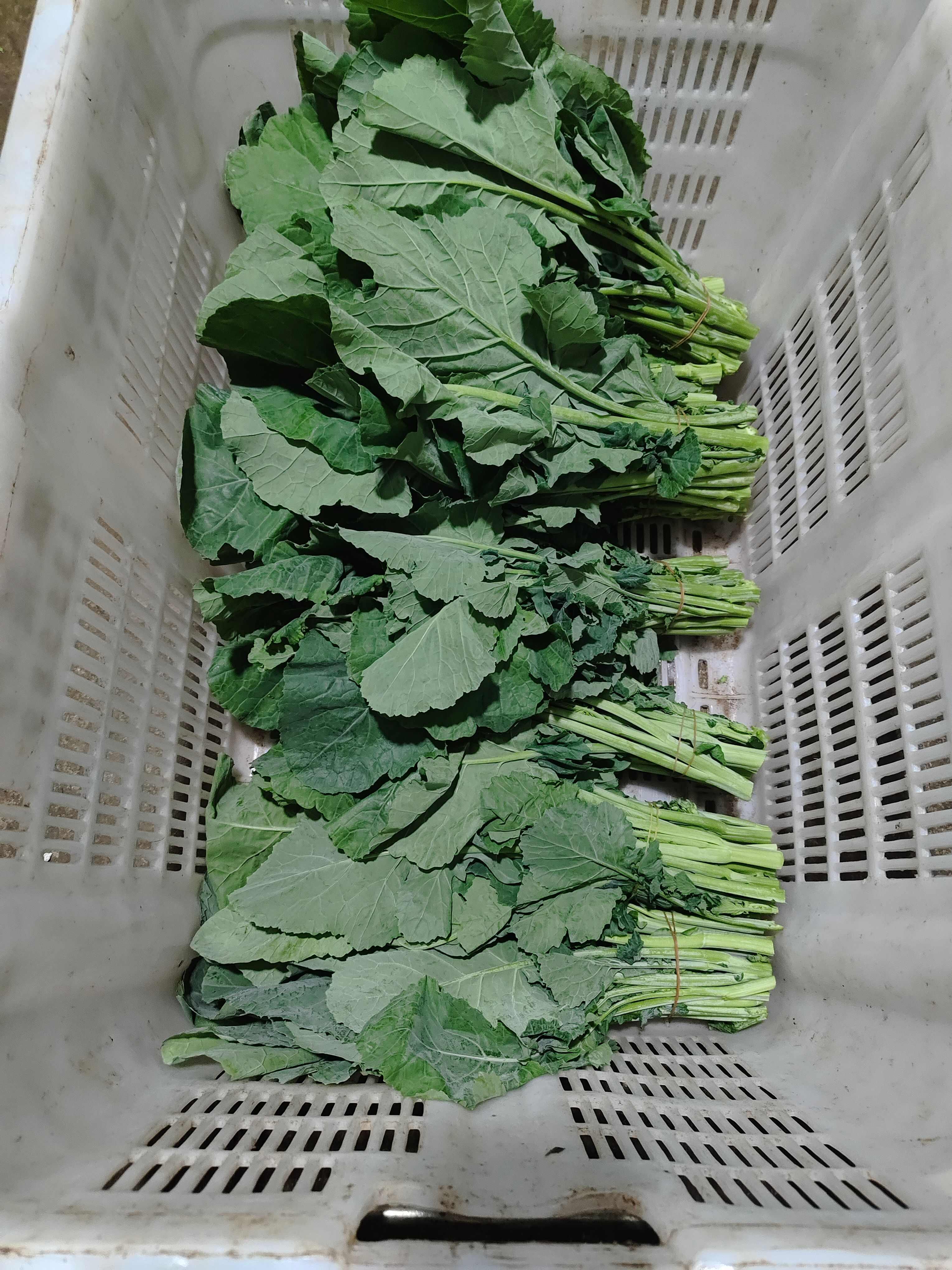 板蓝根青菜，全国发货