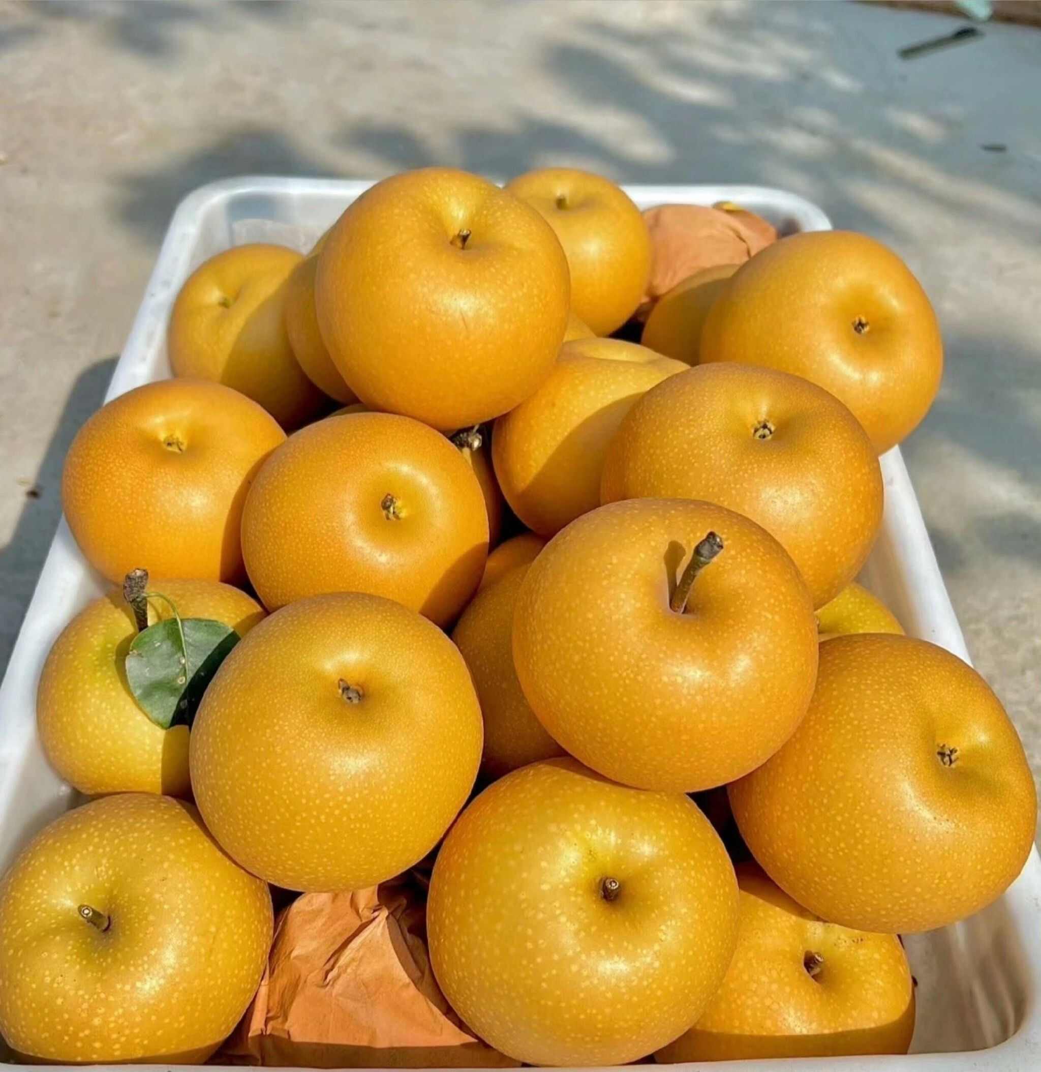 大量秋月梨