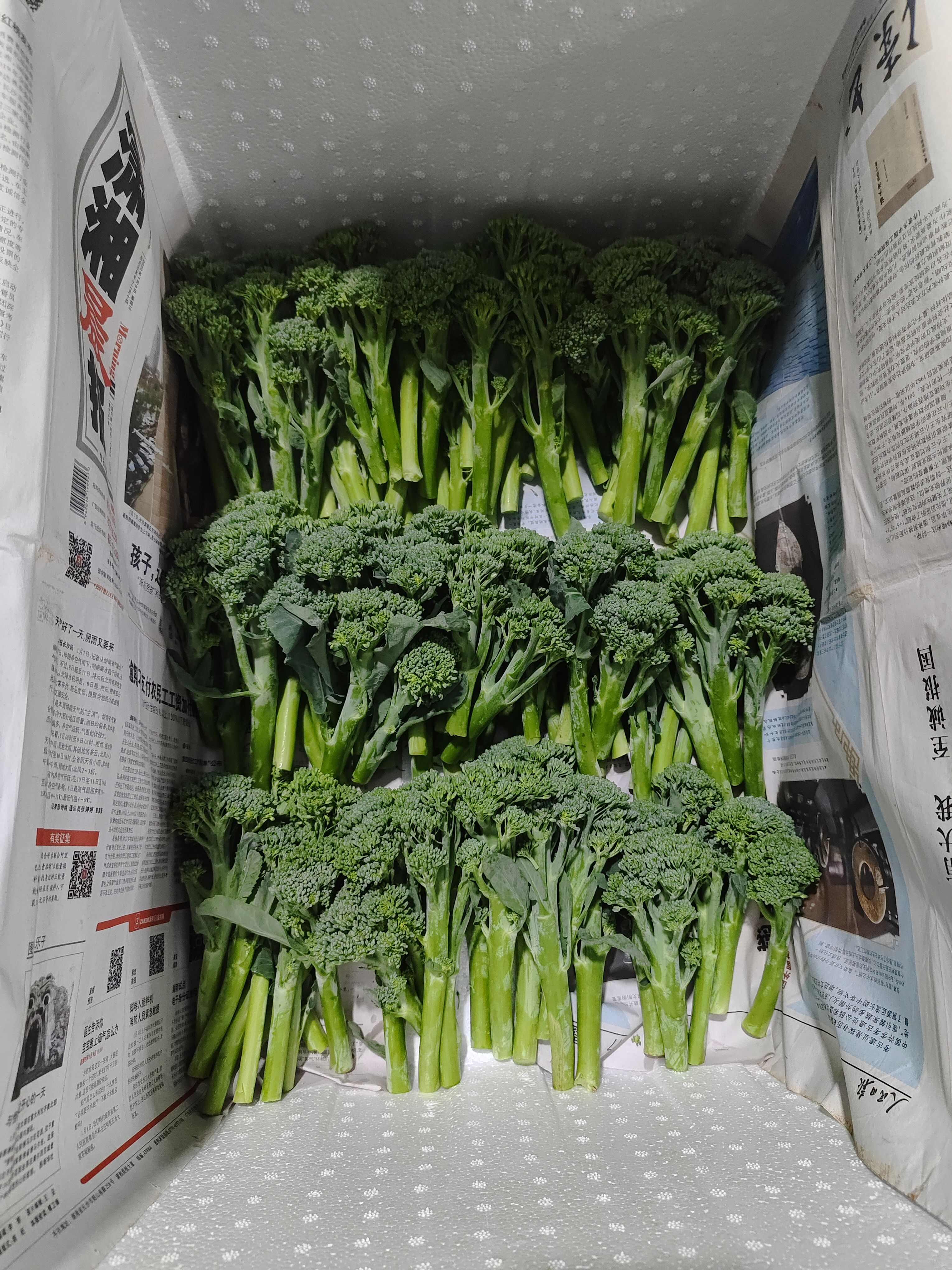 云南高原甜杆西兰苔 新鲜西兰苔蔬菜产地直供