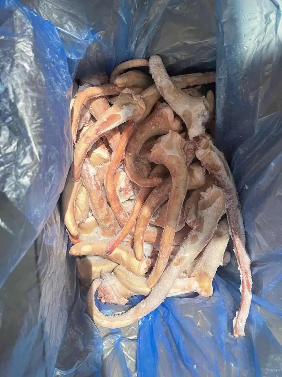 猪副产品 中长短猪尾巴 新鲜冷冻 胶质满满