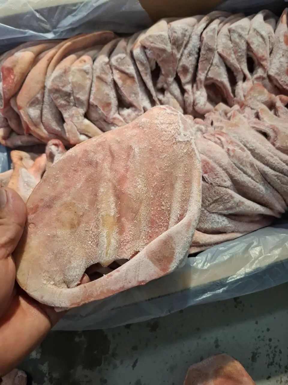 猪副产品 新鲜冷冻 爽脆可口 卤拌烧烤 胶质丰富