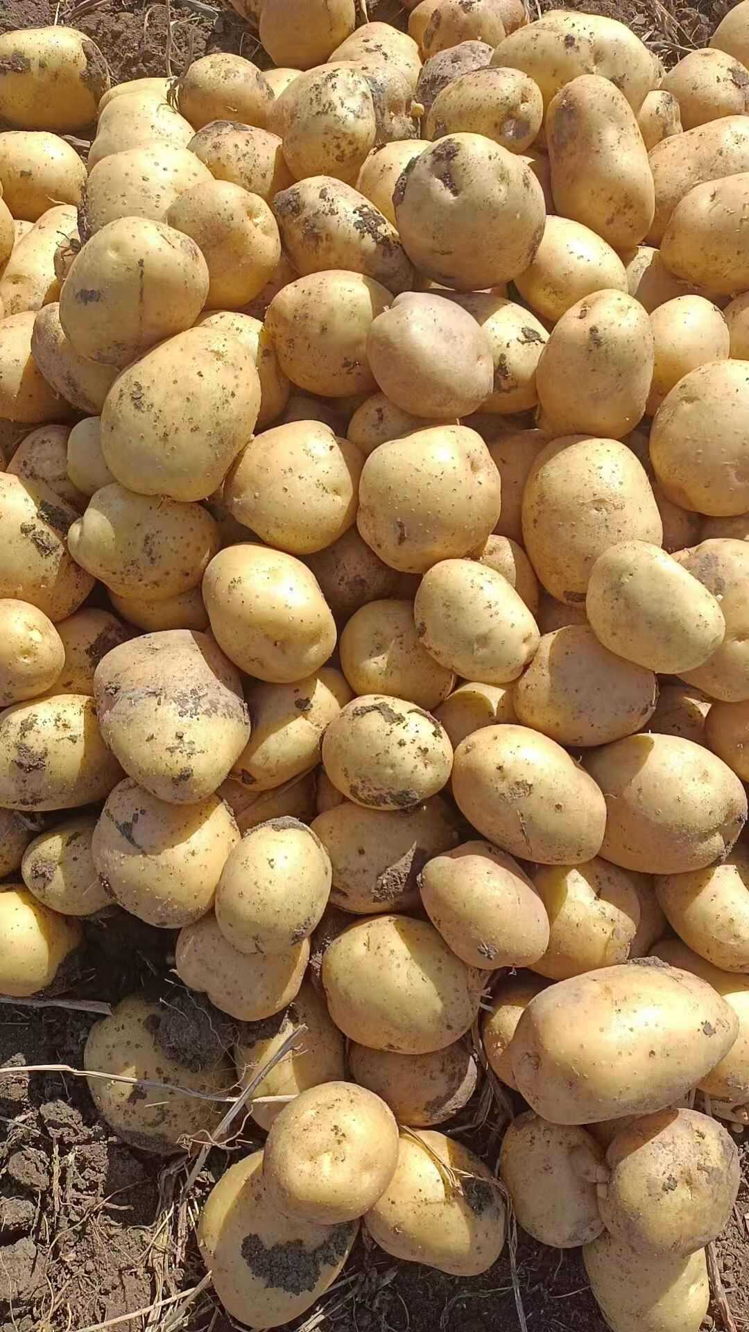 精品土豆