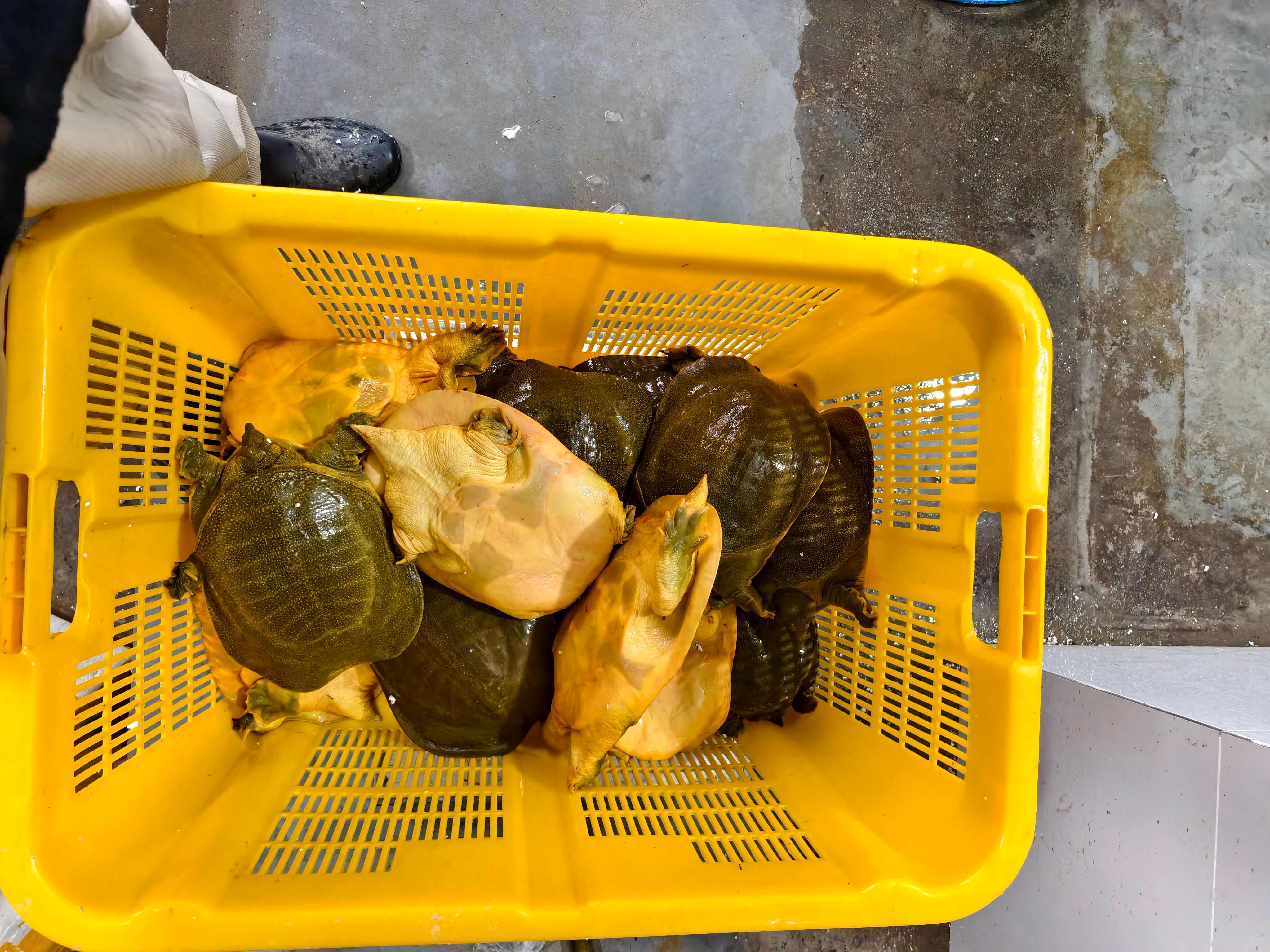 江苏南京鲜活甲鱼产地直发,外塘老公甲，半