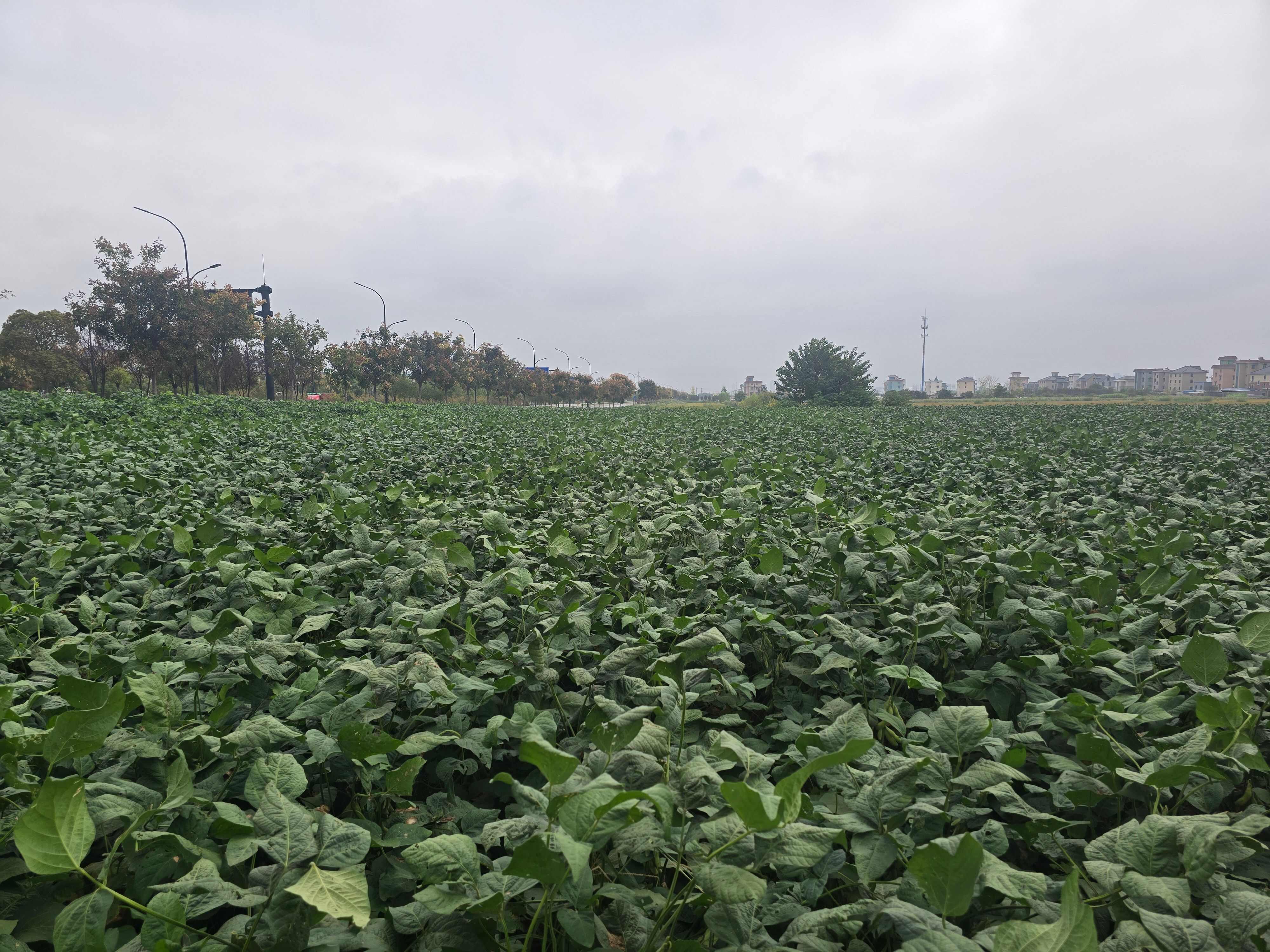 杭州露地鲜食大豆（萧农秋艳）
