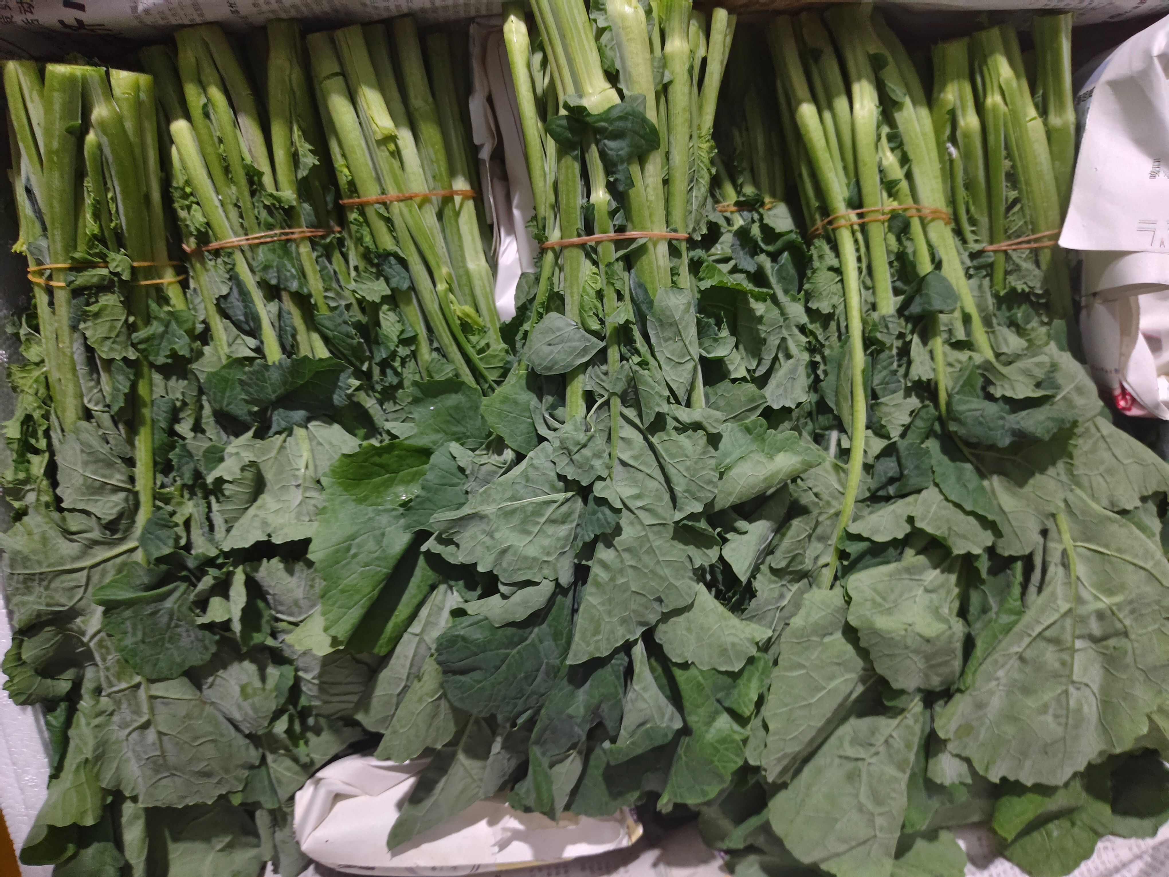 板蓝根青菜，全国发货