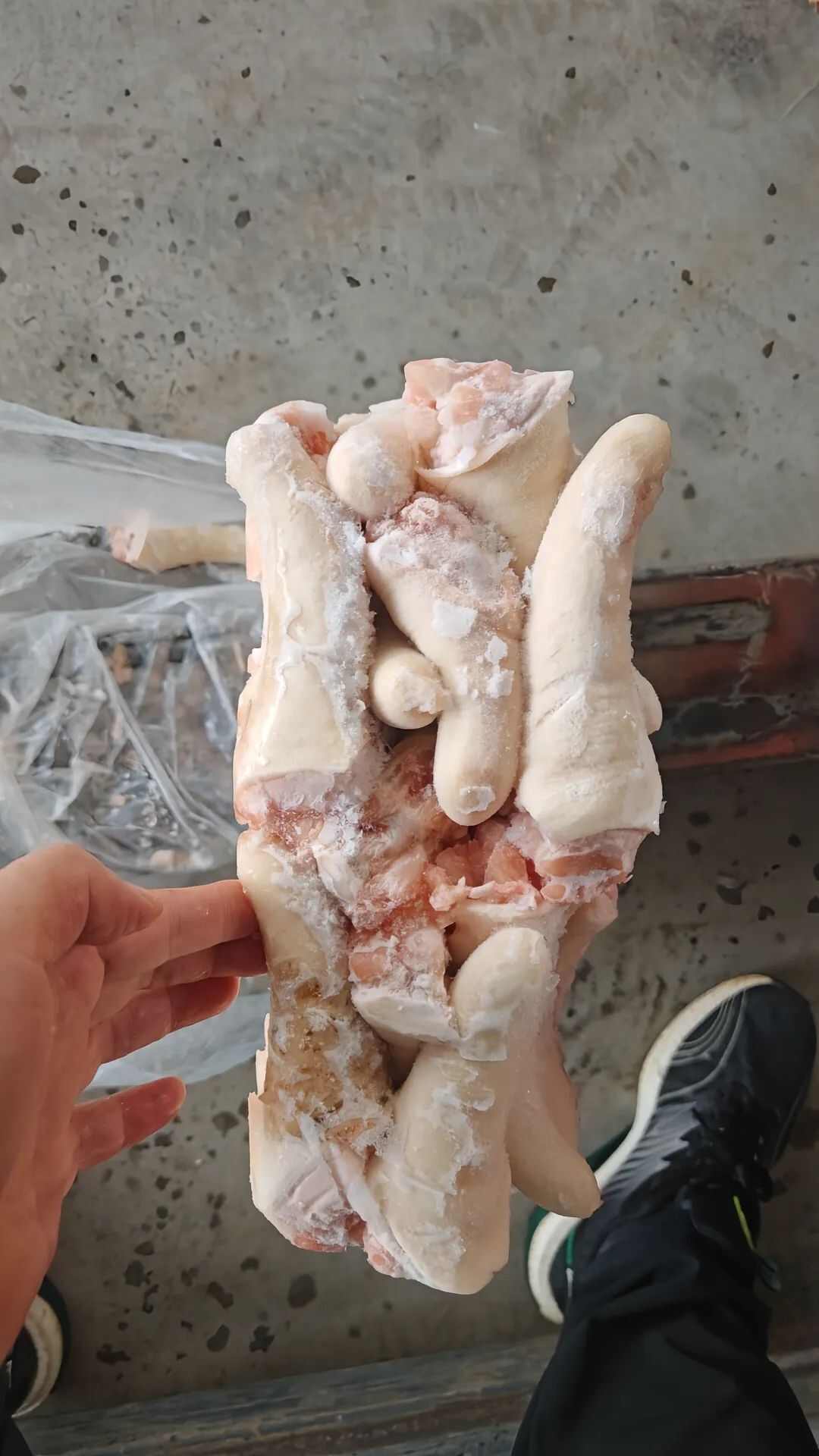 猪副产品 中长短猪尾巴 新鲜冷冻 胶质丰富