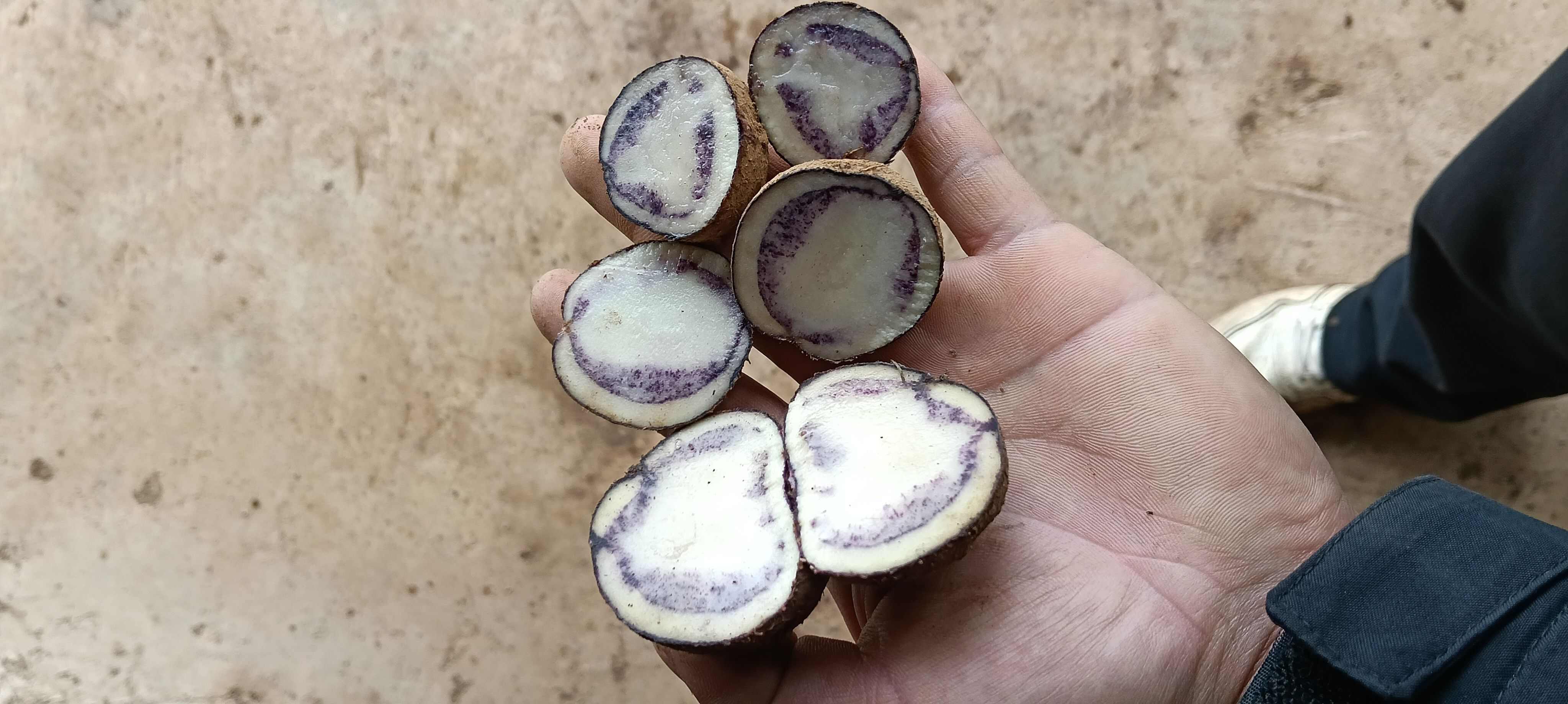 云南昭通彩色马铃薯（小黑洋芋） 新鲜根茎蔬菜