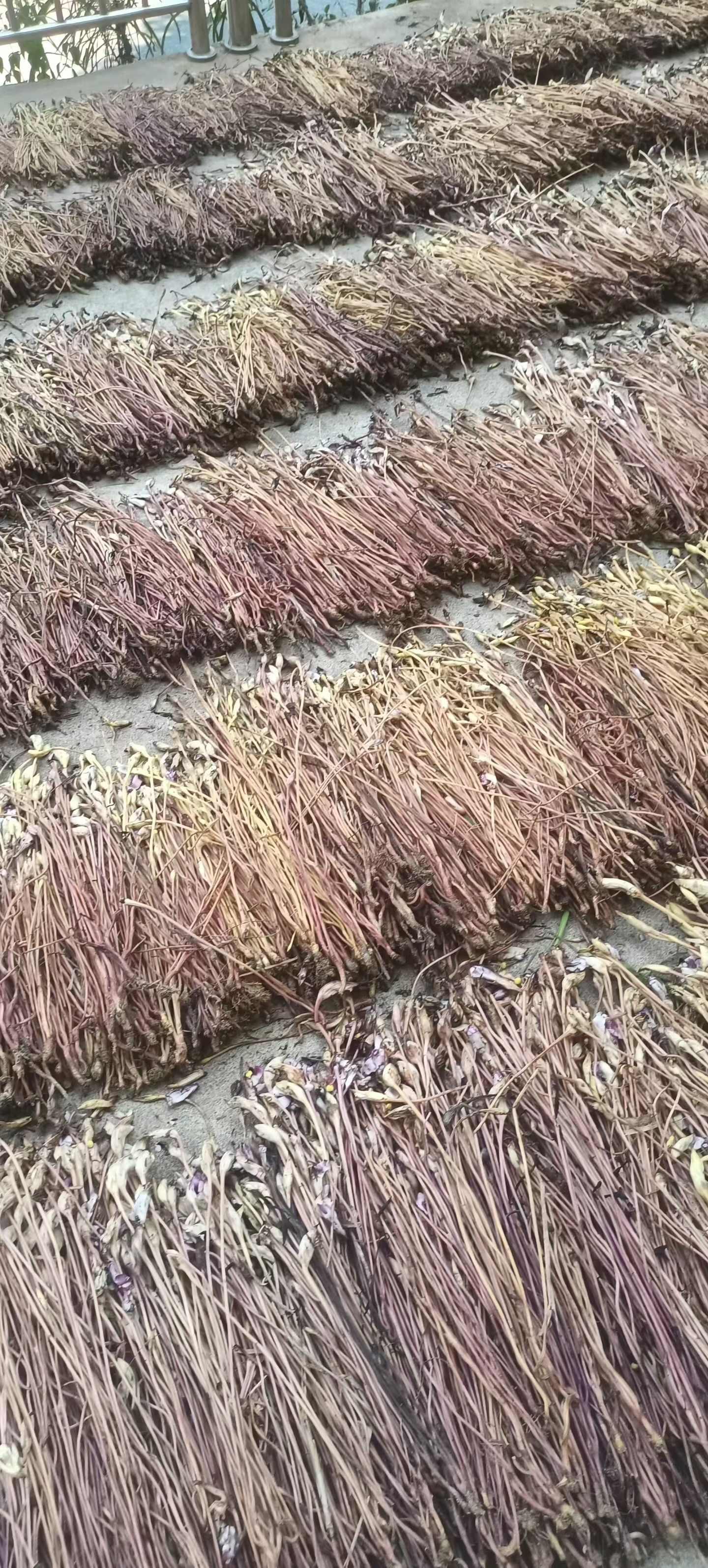 中药材管针花
