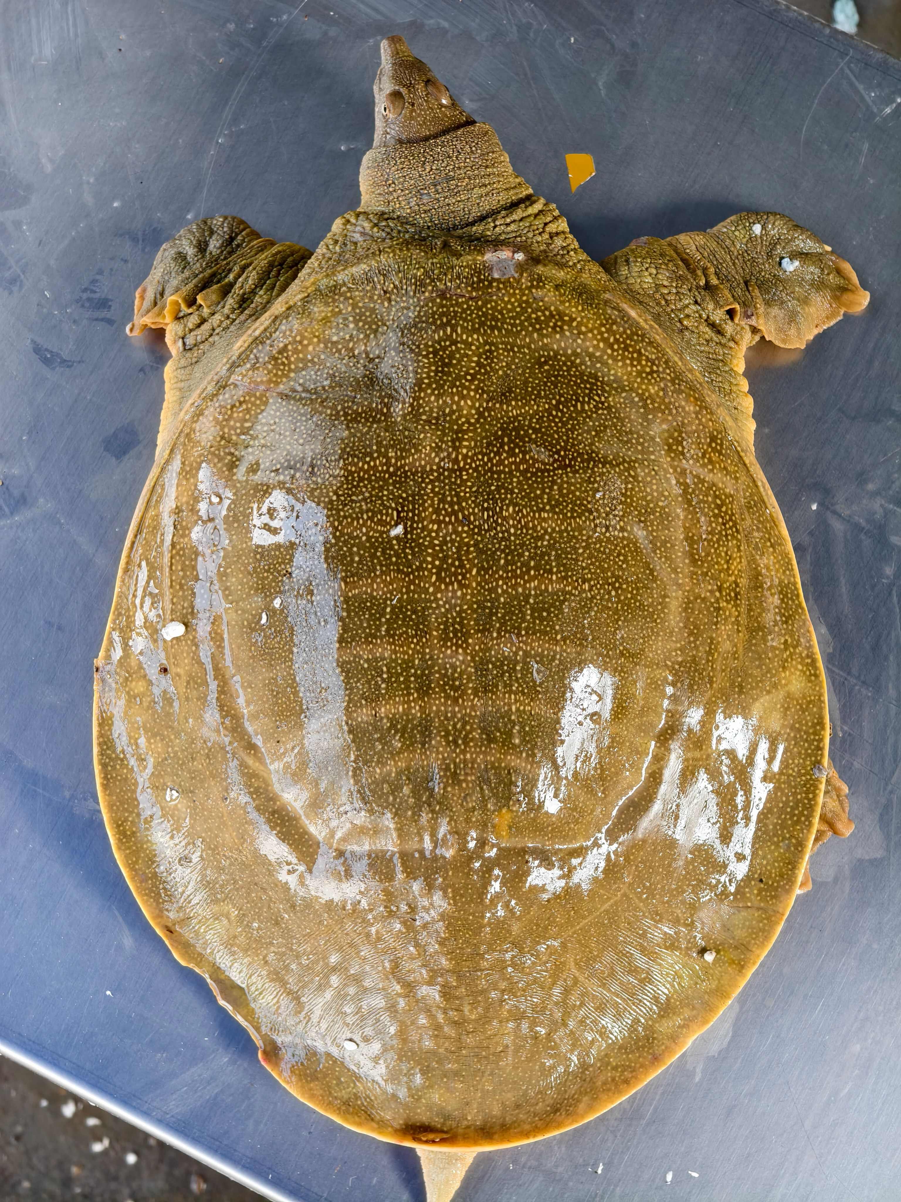 江苏南京鲜活甲鱼产地直发,外塘老公甲，半