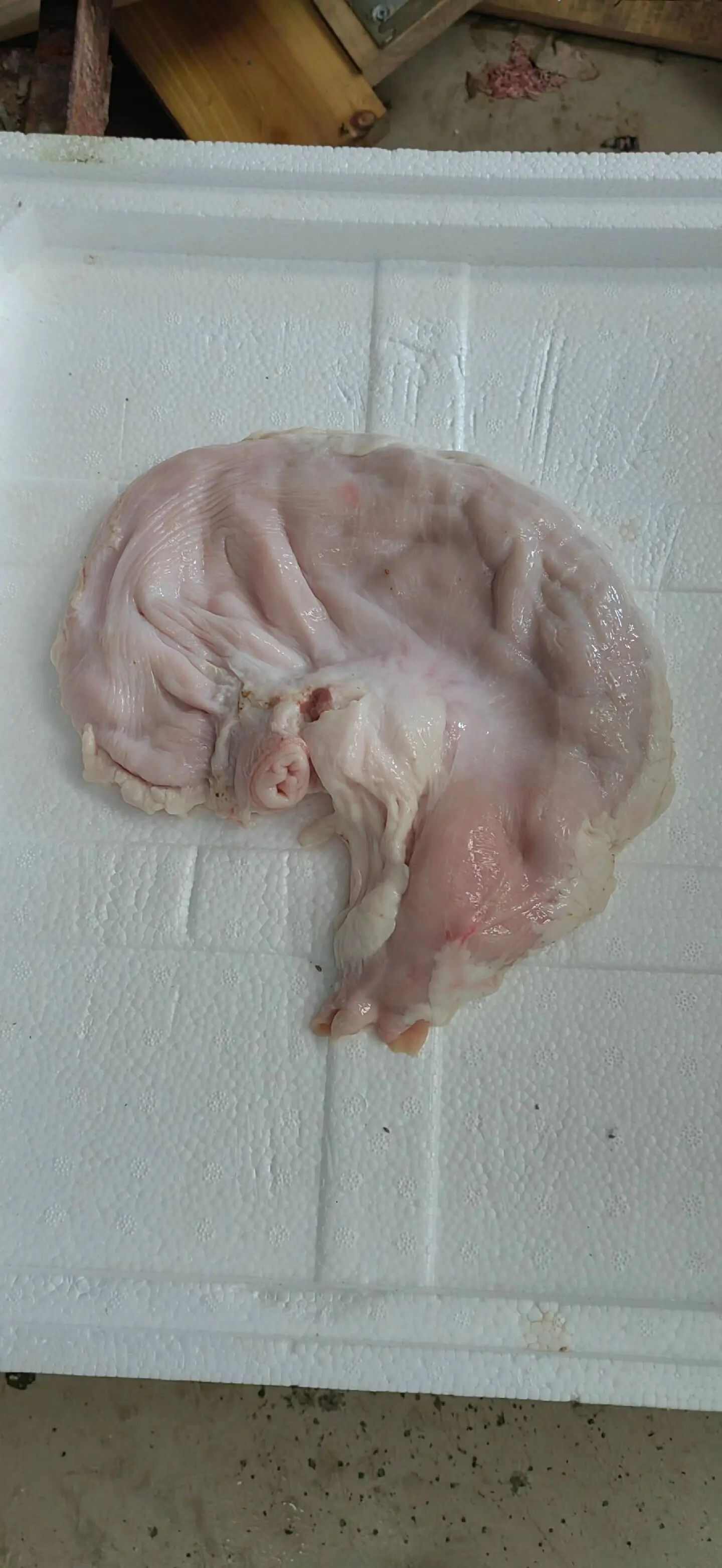 猪副产品 家用商用猪肚 口感厚实 优质冷冻