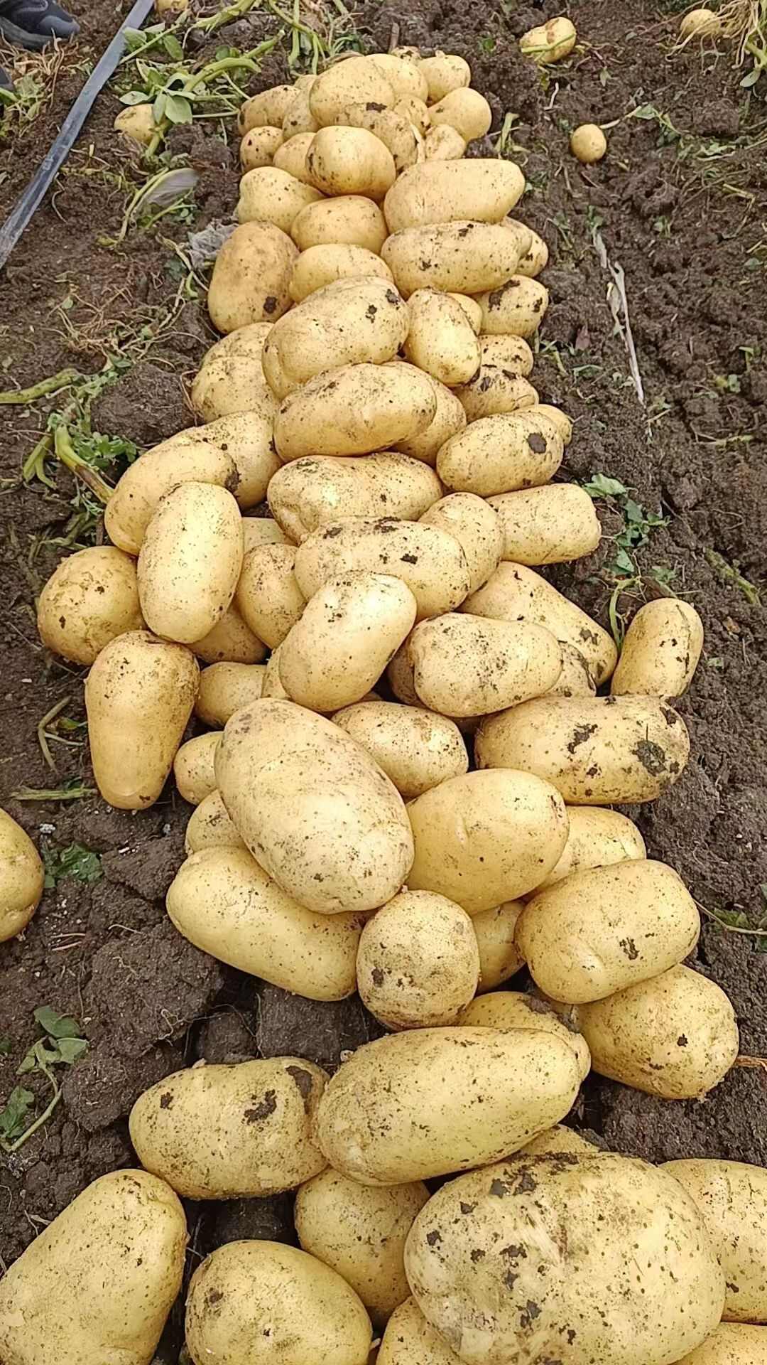 精品土豆