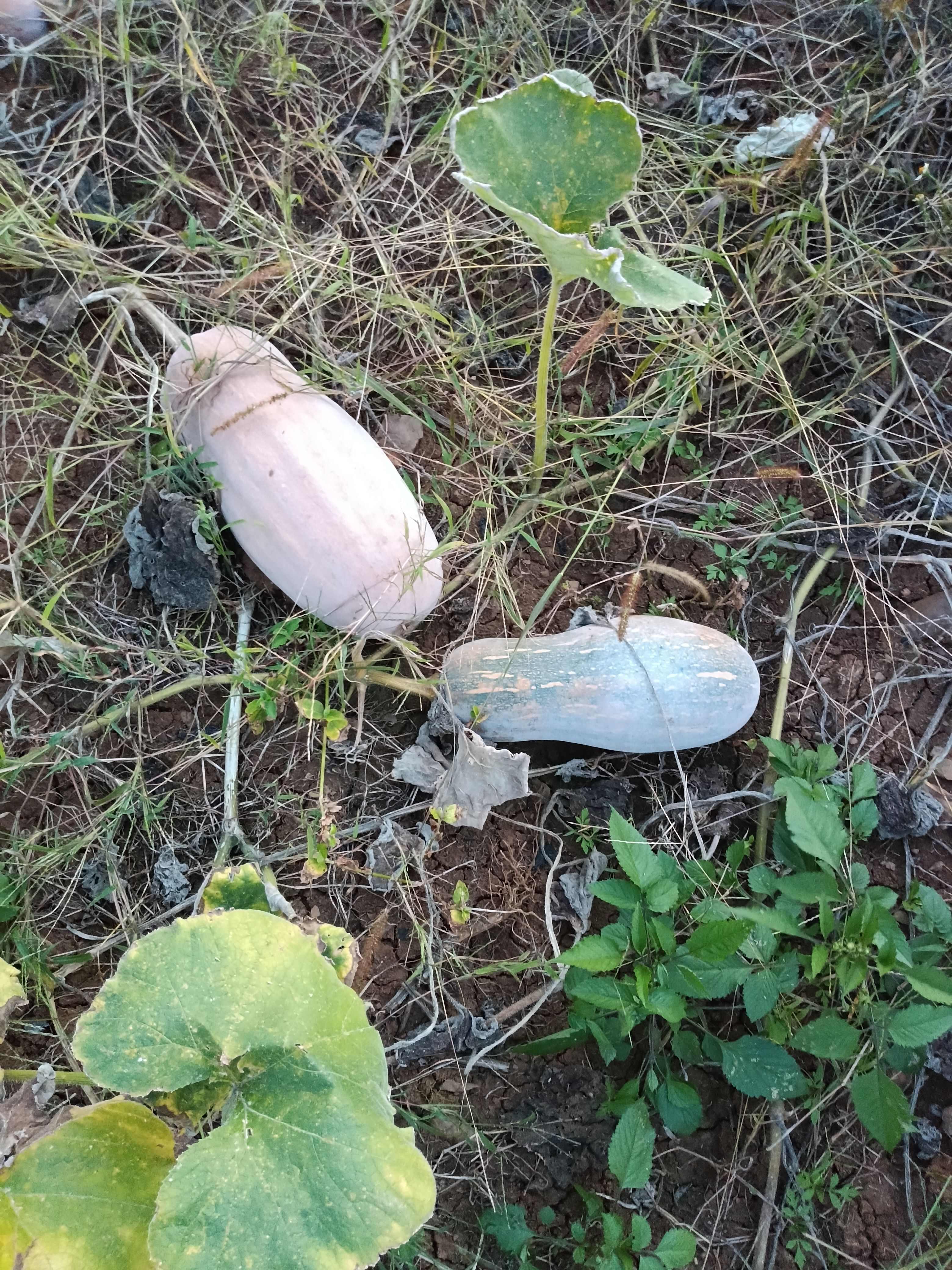 云南单季蜜本老南瓜，香甜软糯，大重批发