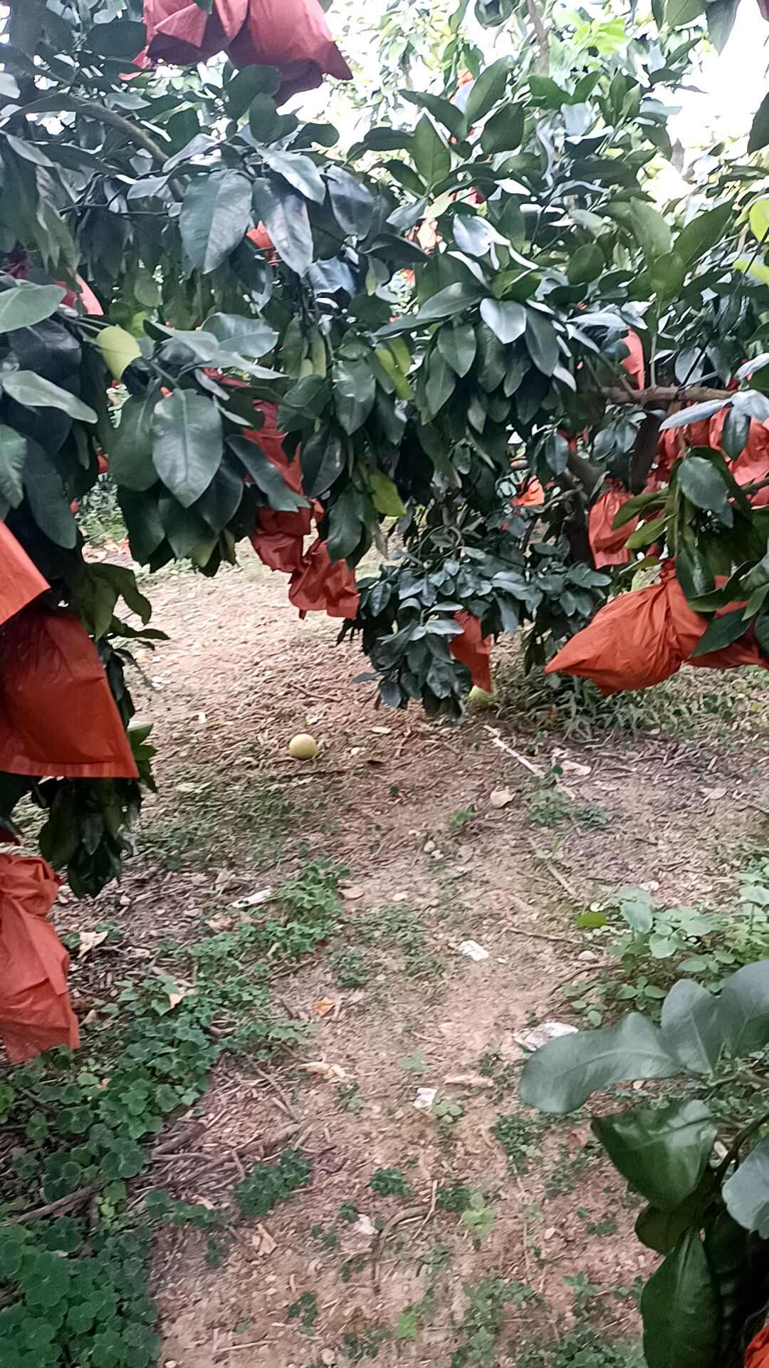 平和琯溪三红蜜柚红心柚