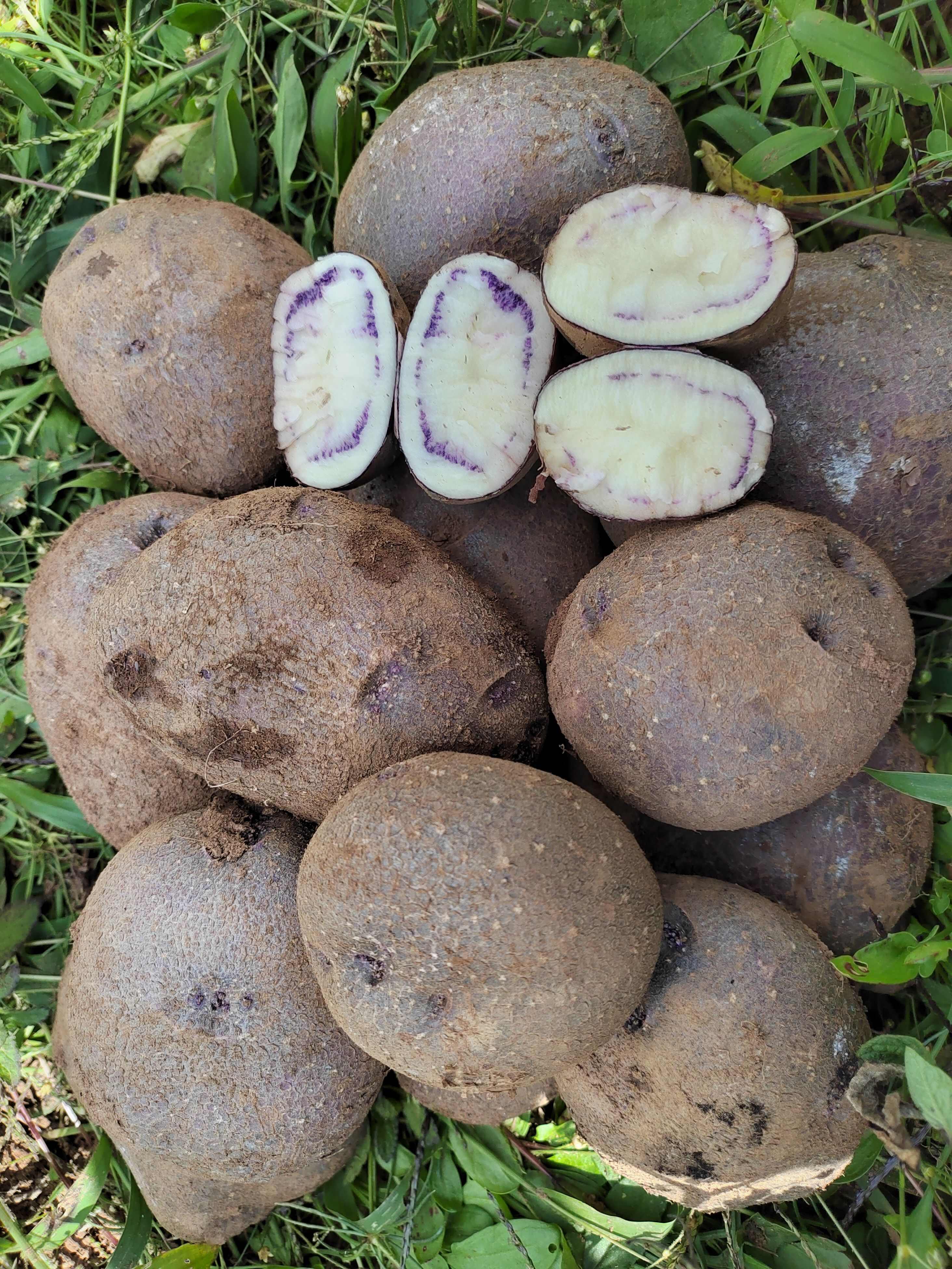云南昭通彩色马铃薯（小黑洋芋） 新鲜根茎蔬菜