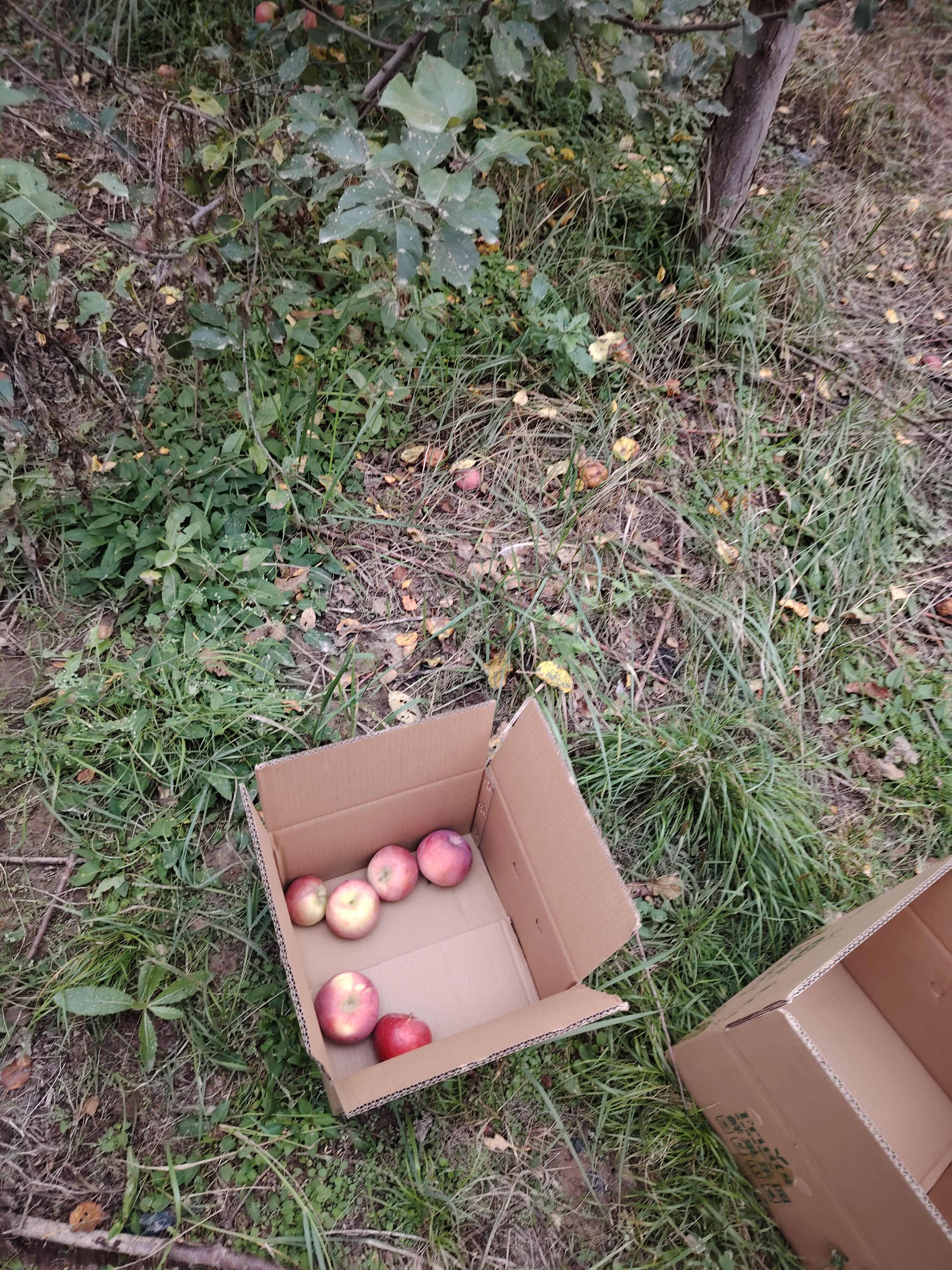 自家吃的果园苹果，自然生长，无农药，人工现摘，宝宝食用