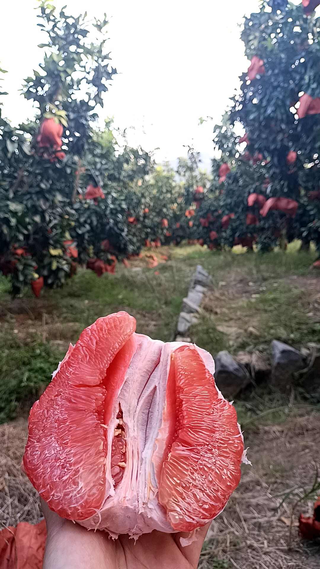 平和琯溪三红蜜柚红心柚