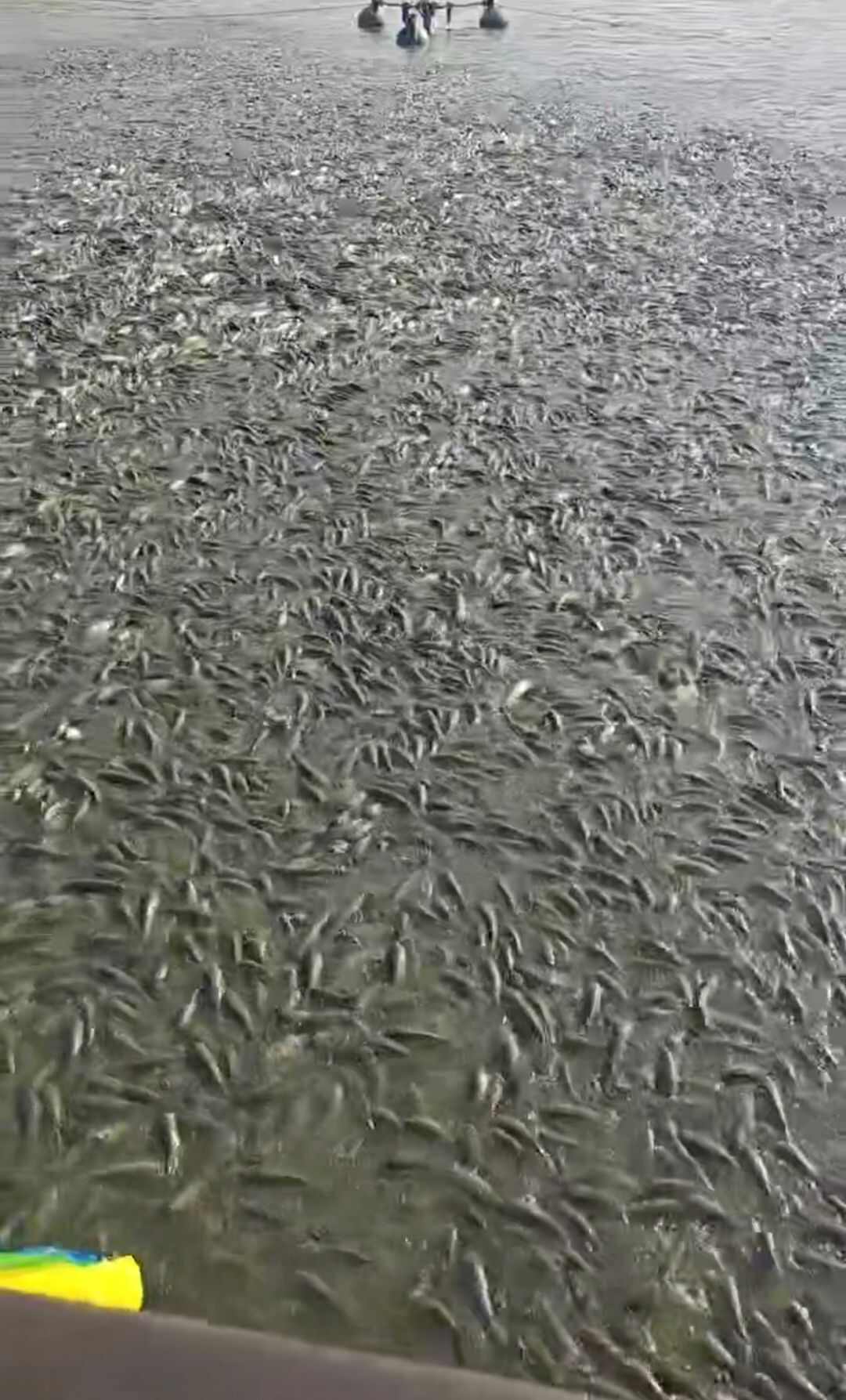 草鱼