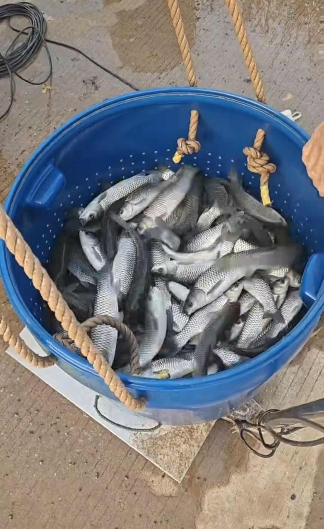 草鱼