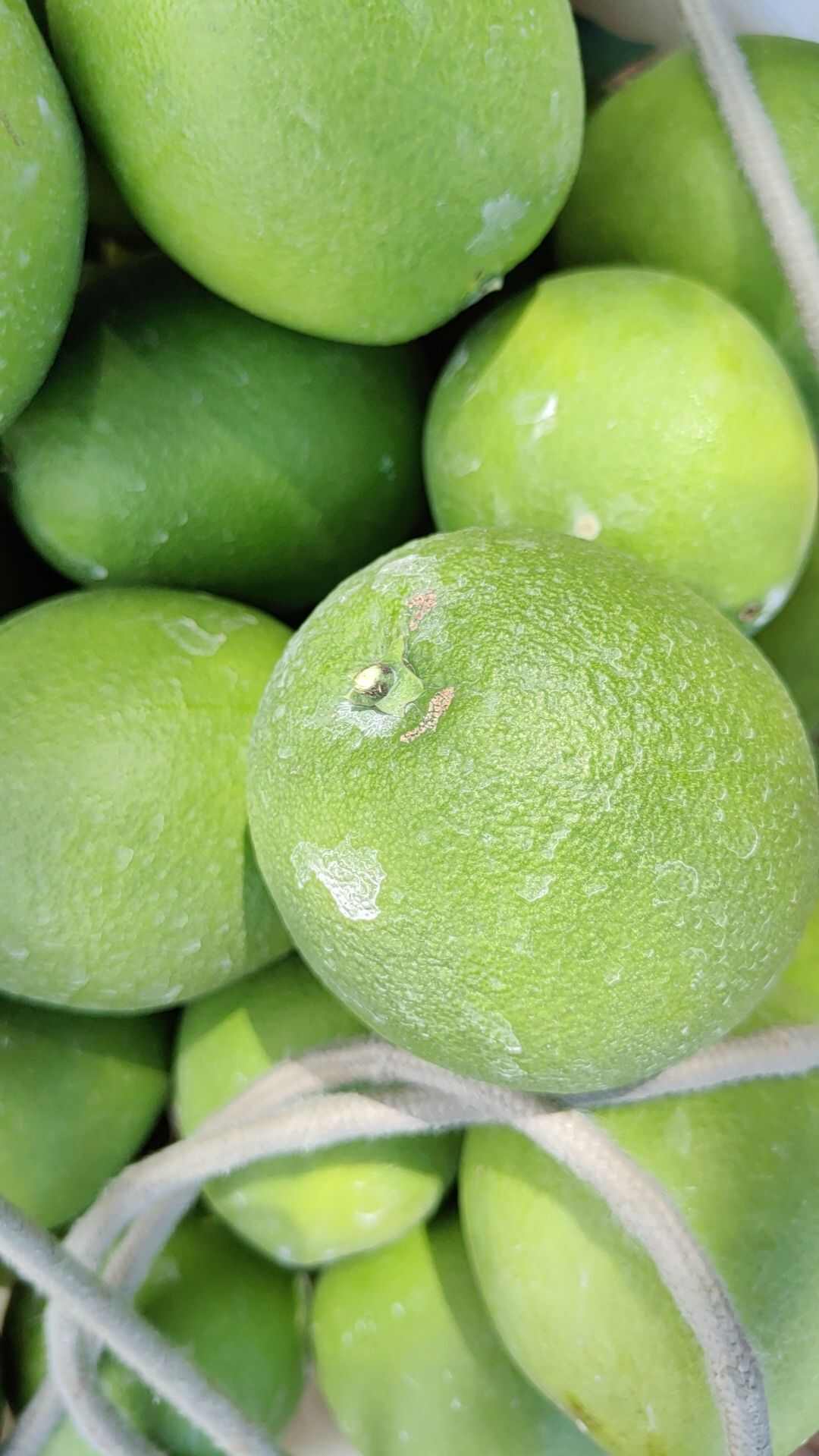 纽荷尔