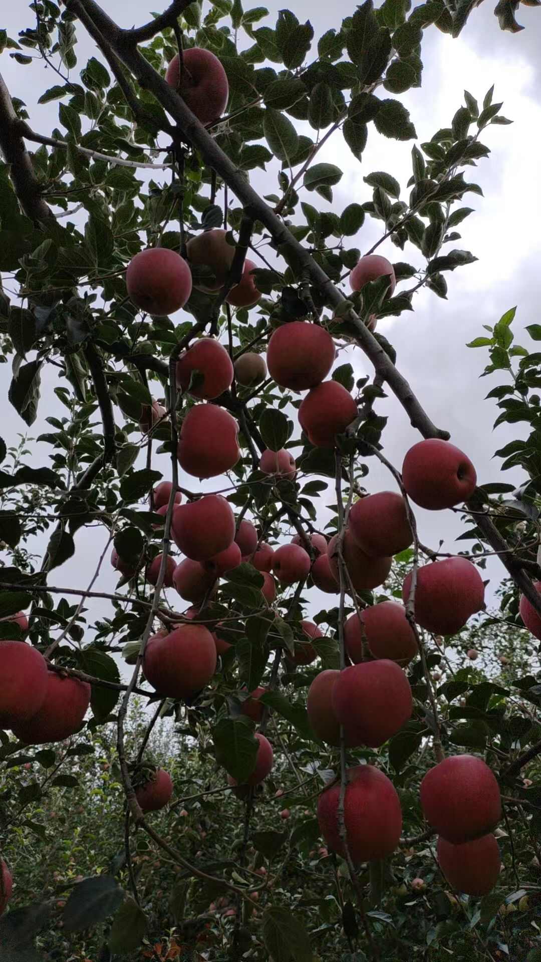 果园优质苹果现摘现发