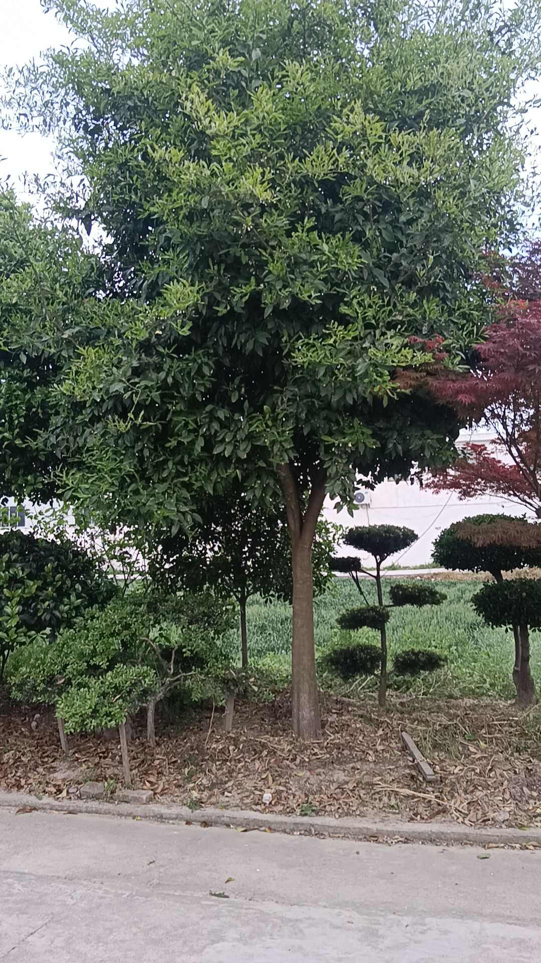 ∮15cm香橼树