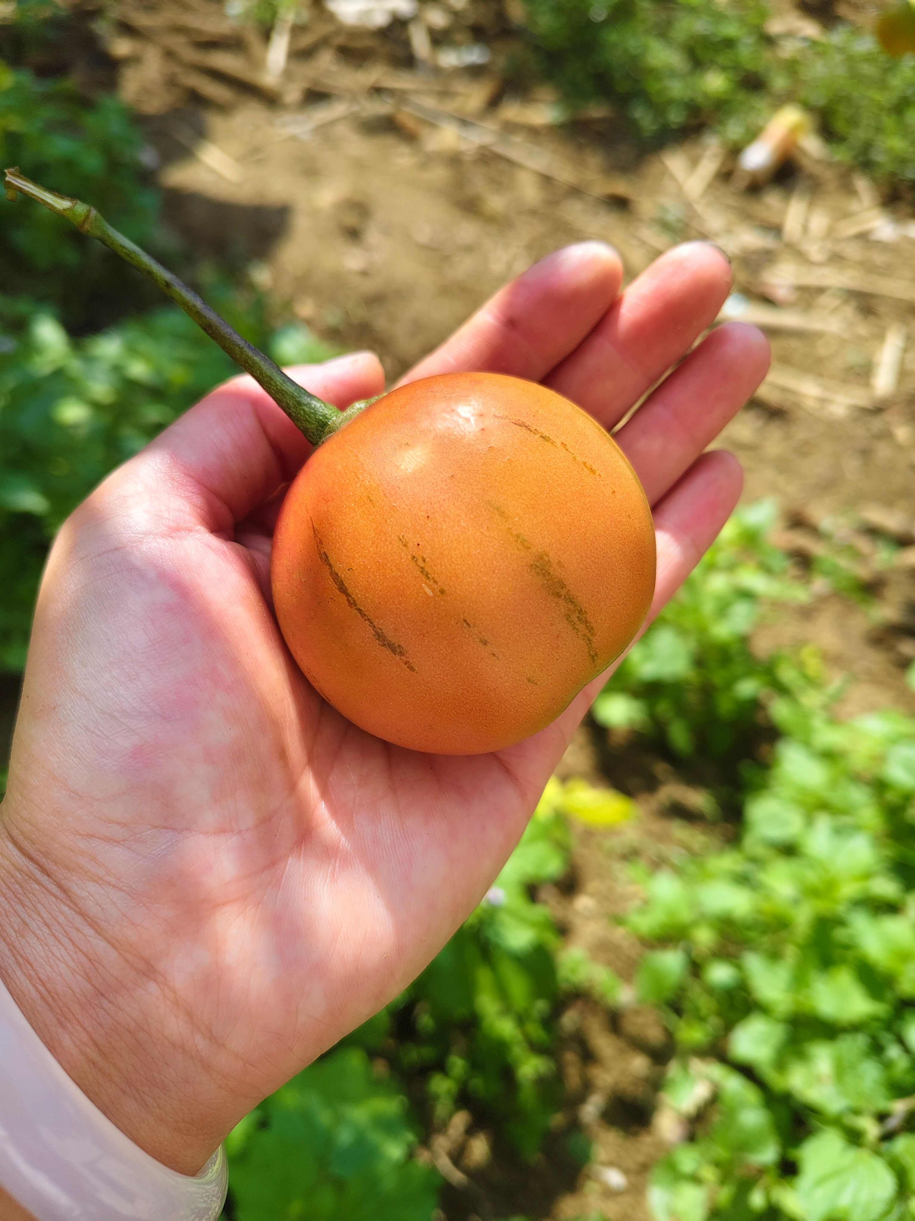大树番茄，大量上市