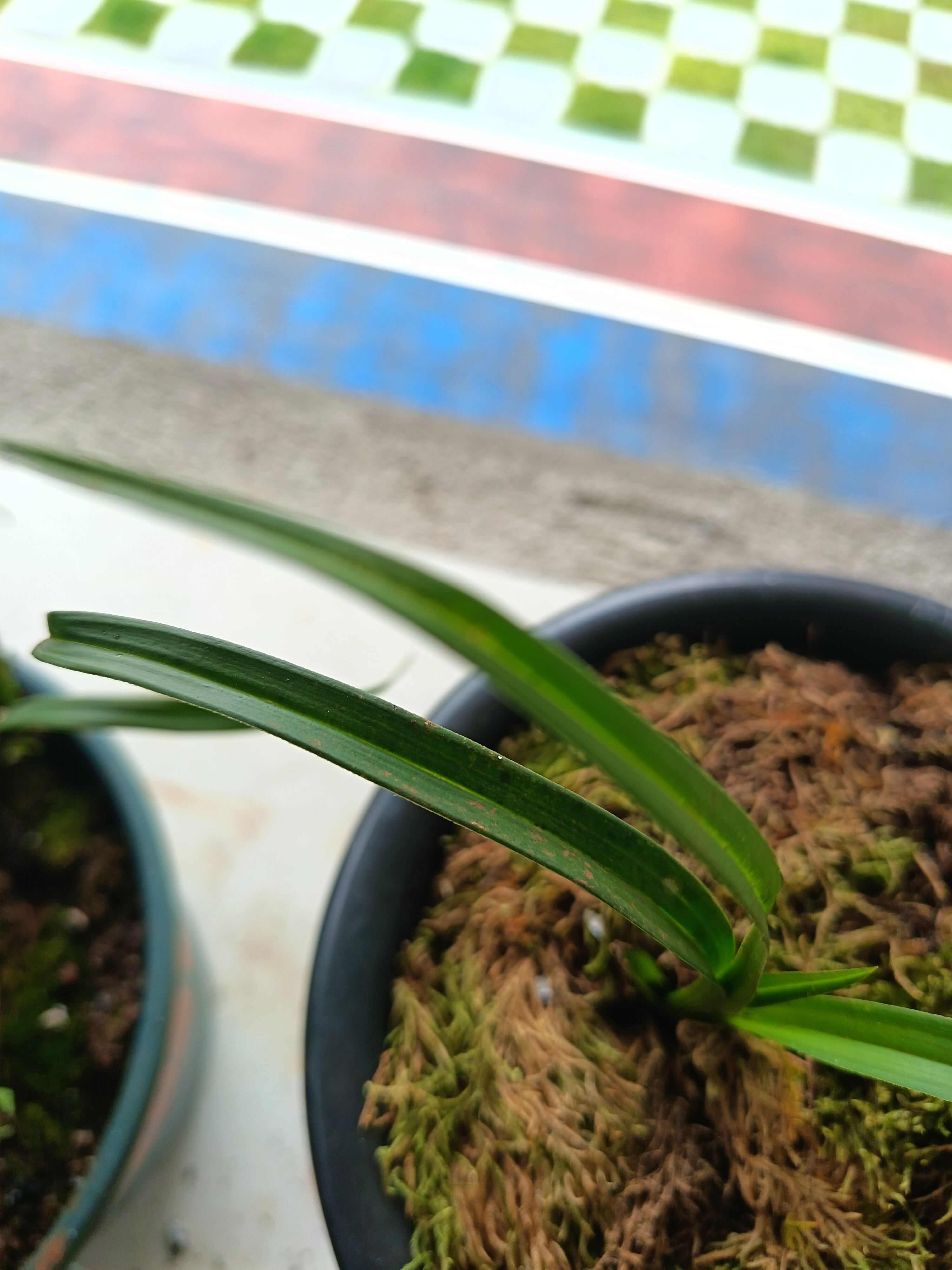 兰草，不多，仅1盆，售完即止，错过不再！