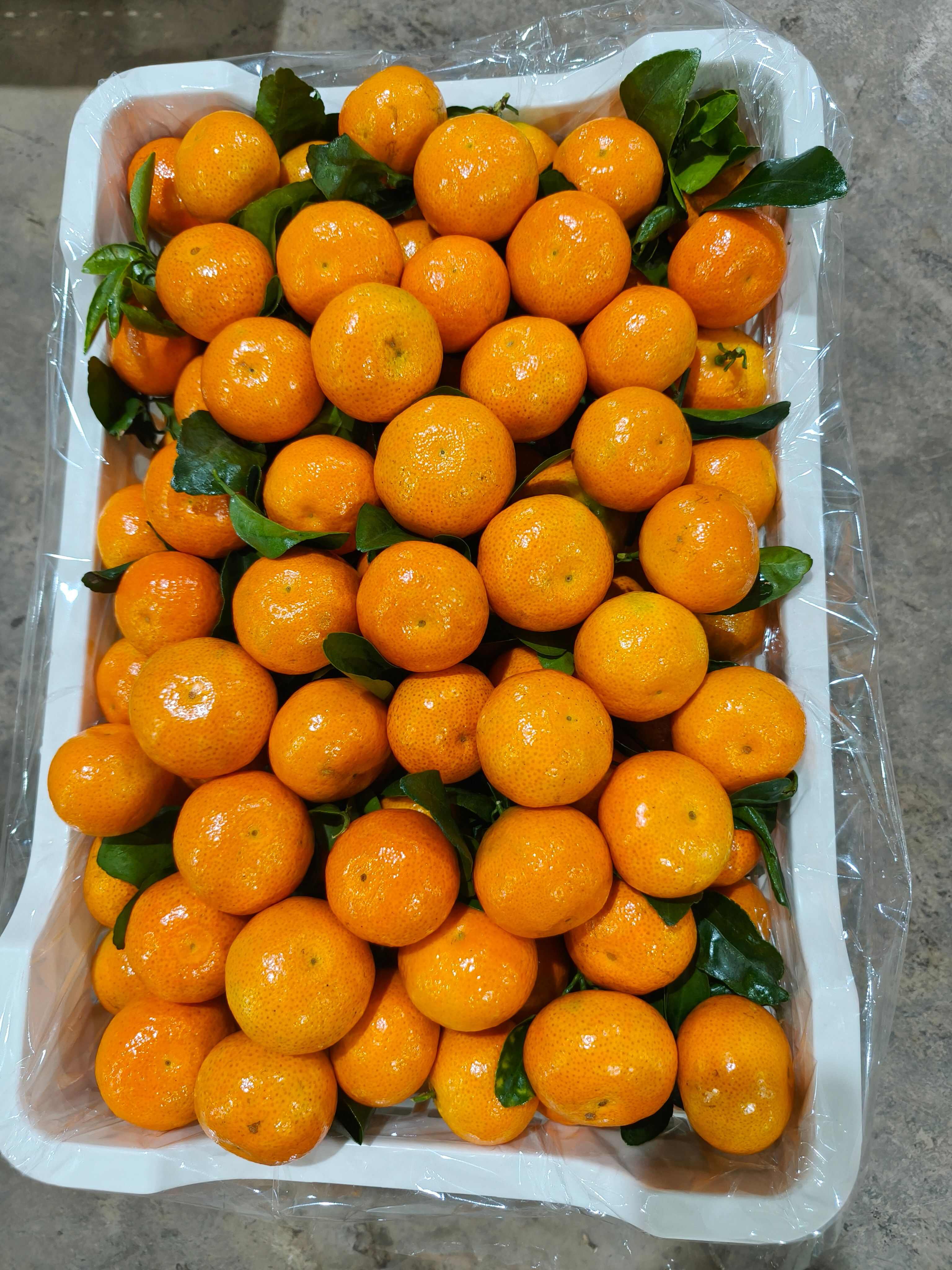 云南金秋砂糖橘大量上市现货供应规格齐全