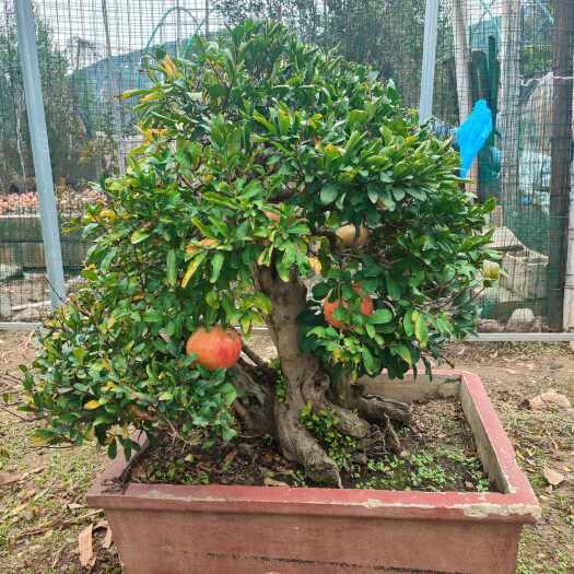 枣庄石榴盆景石榴树苗