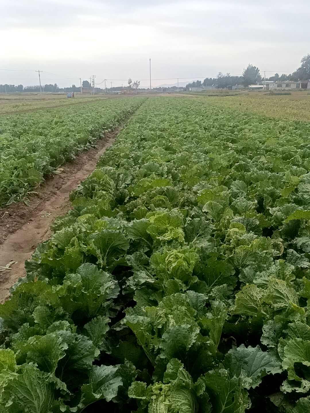 北京新3号，黄心菜，口感好