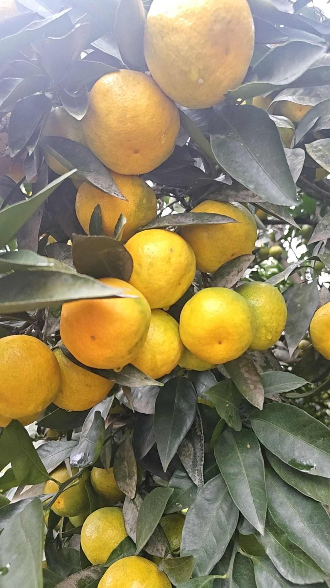 四川资阳新津蜜橘 皮薄口感好