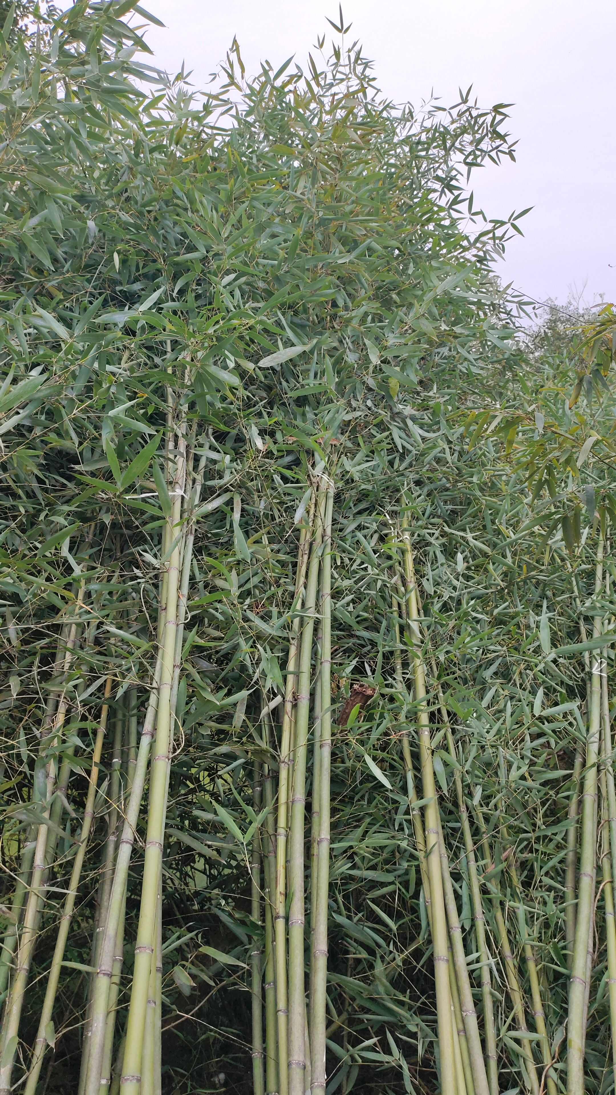 钢竹