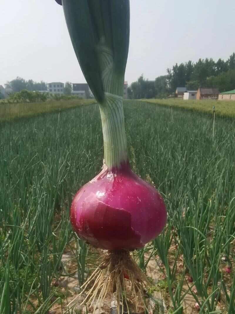 洋葱