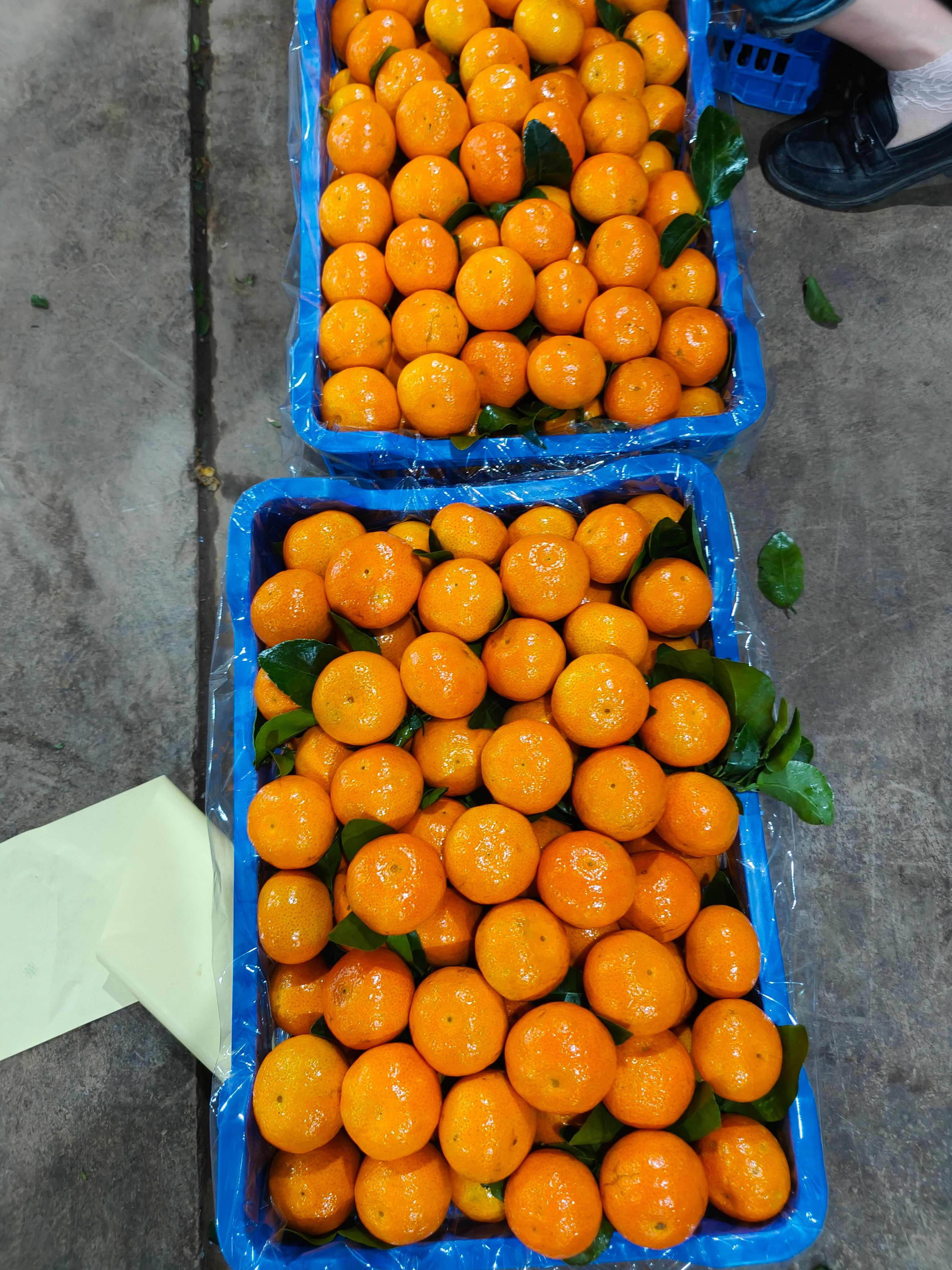 云南金秋砂糖橘大量上市现货供应规格齐全