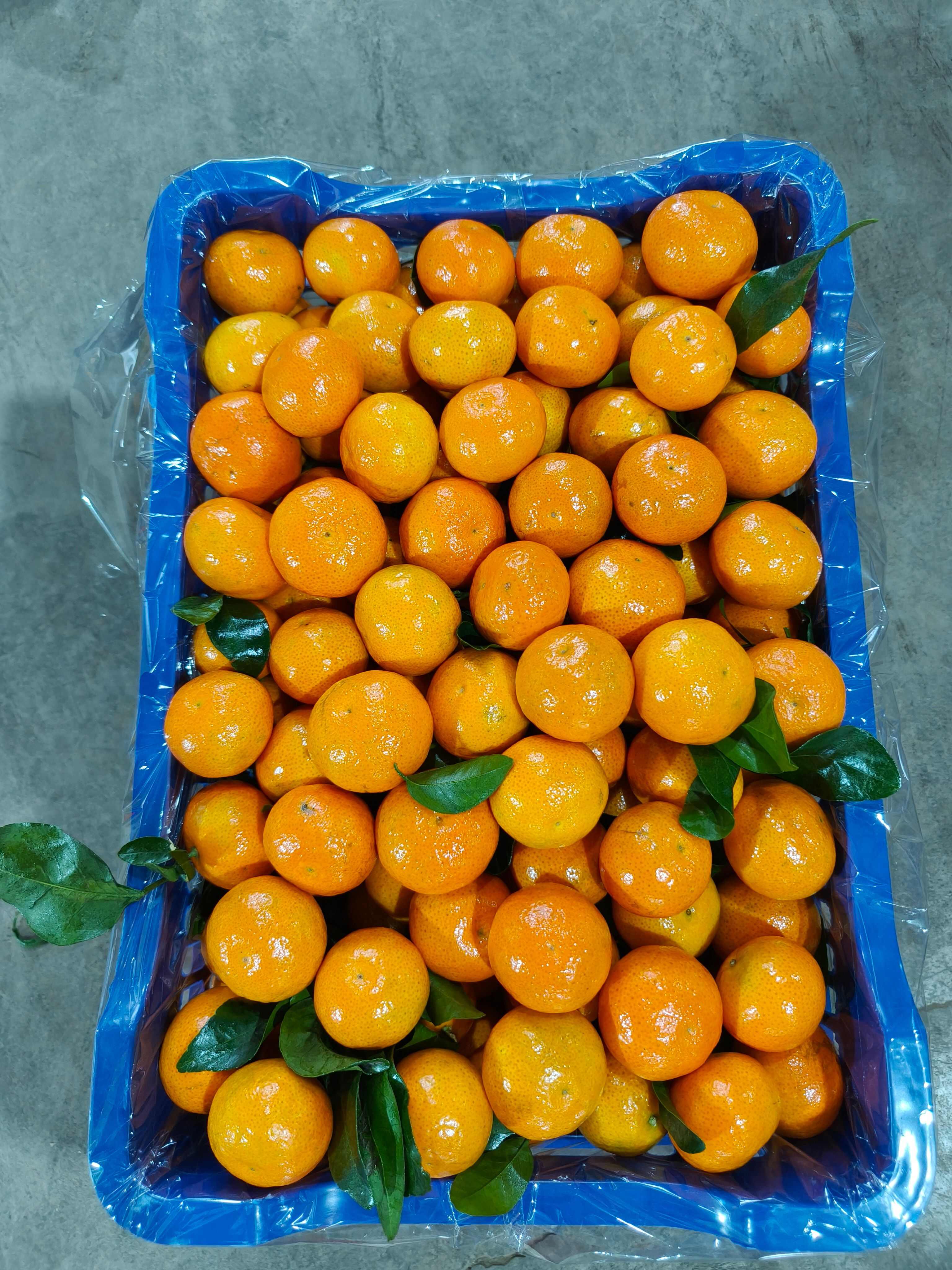 云南金秋砂糖橘大量上市现货供应规格齐全