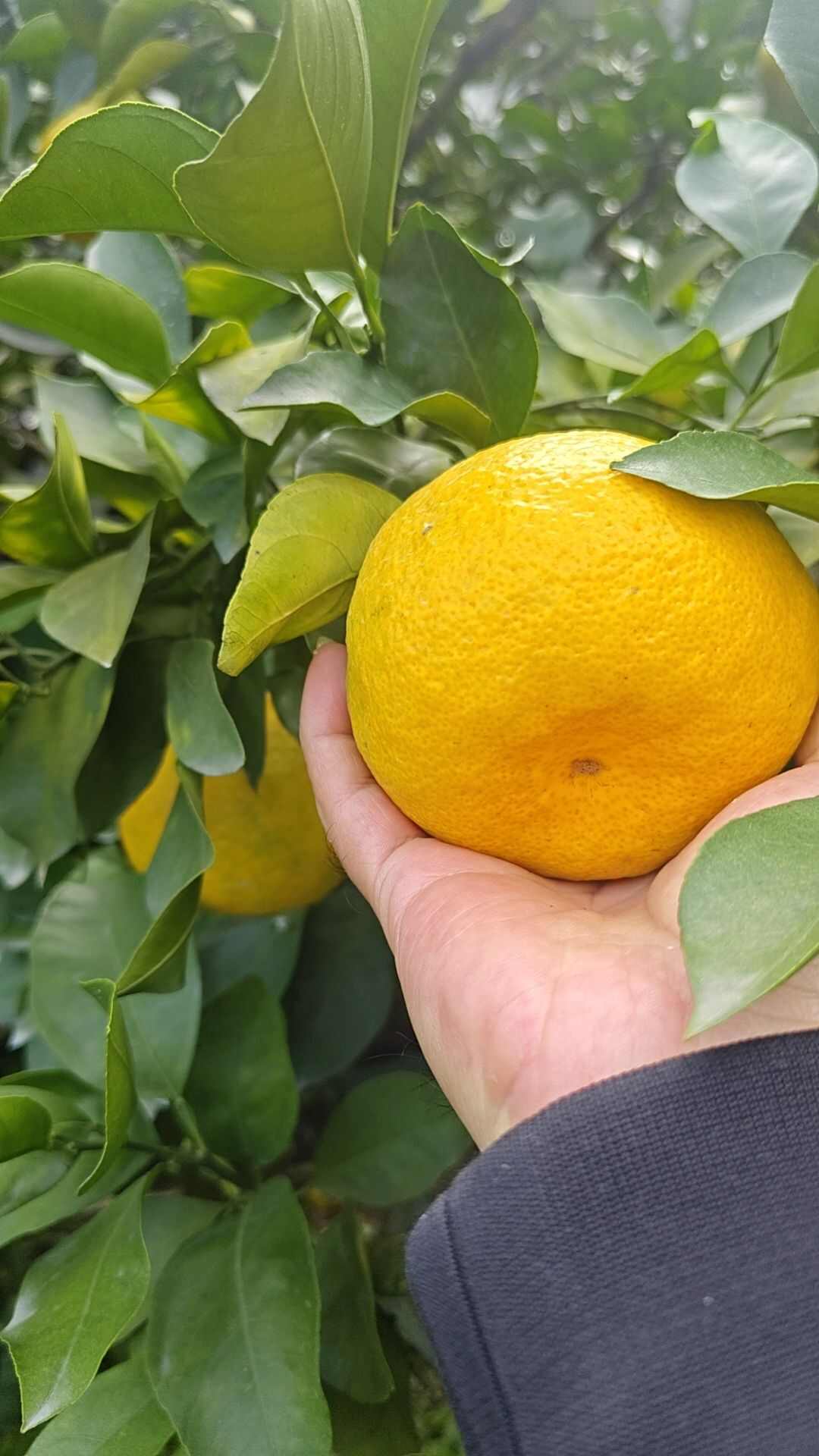 四川资阳新津蜜橘 皮薄口感好