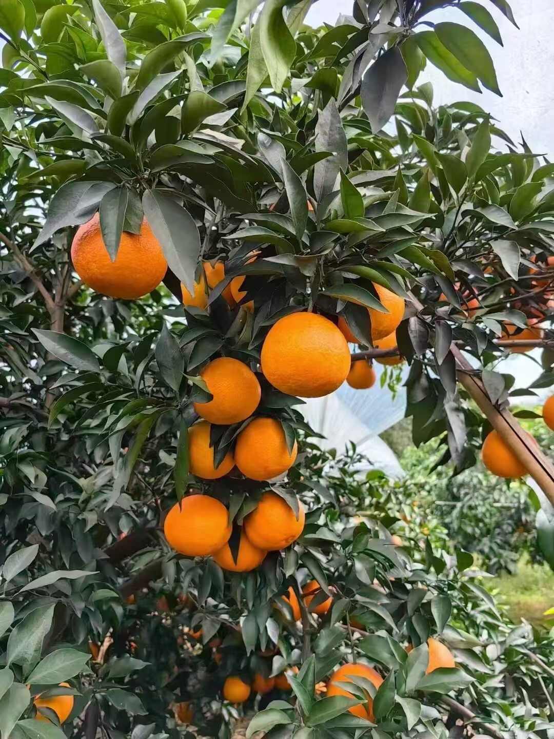 四川荣县爱媛果冻橙柑橘类水果